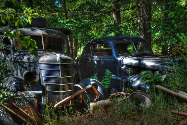 Coches retro abandonados en el bosque