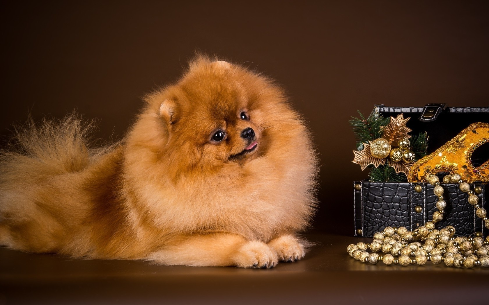 köpekler köpek memeli köpek eğitmeni evde beslenen hayvan bir sevimli portre küçük köpek yavrusu minyatür hayvan stüdyo spitz