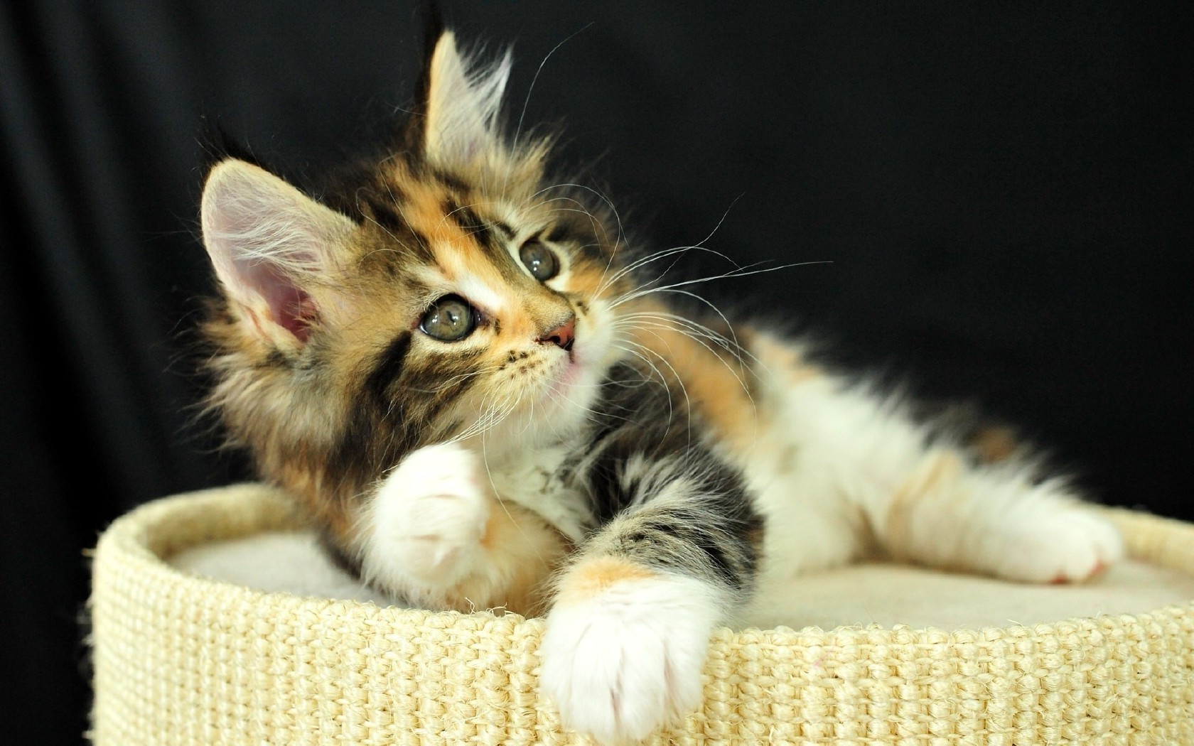 kediler kedi yavru kedi evde beslenen hayvan sevimli kürk memeli tüylü hayvan yerli küçük çocuk genç portre göz