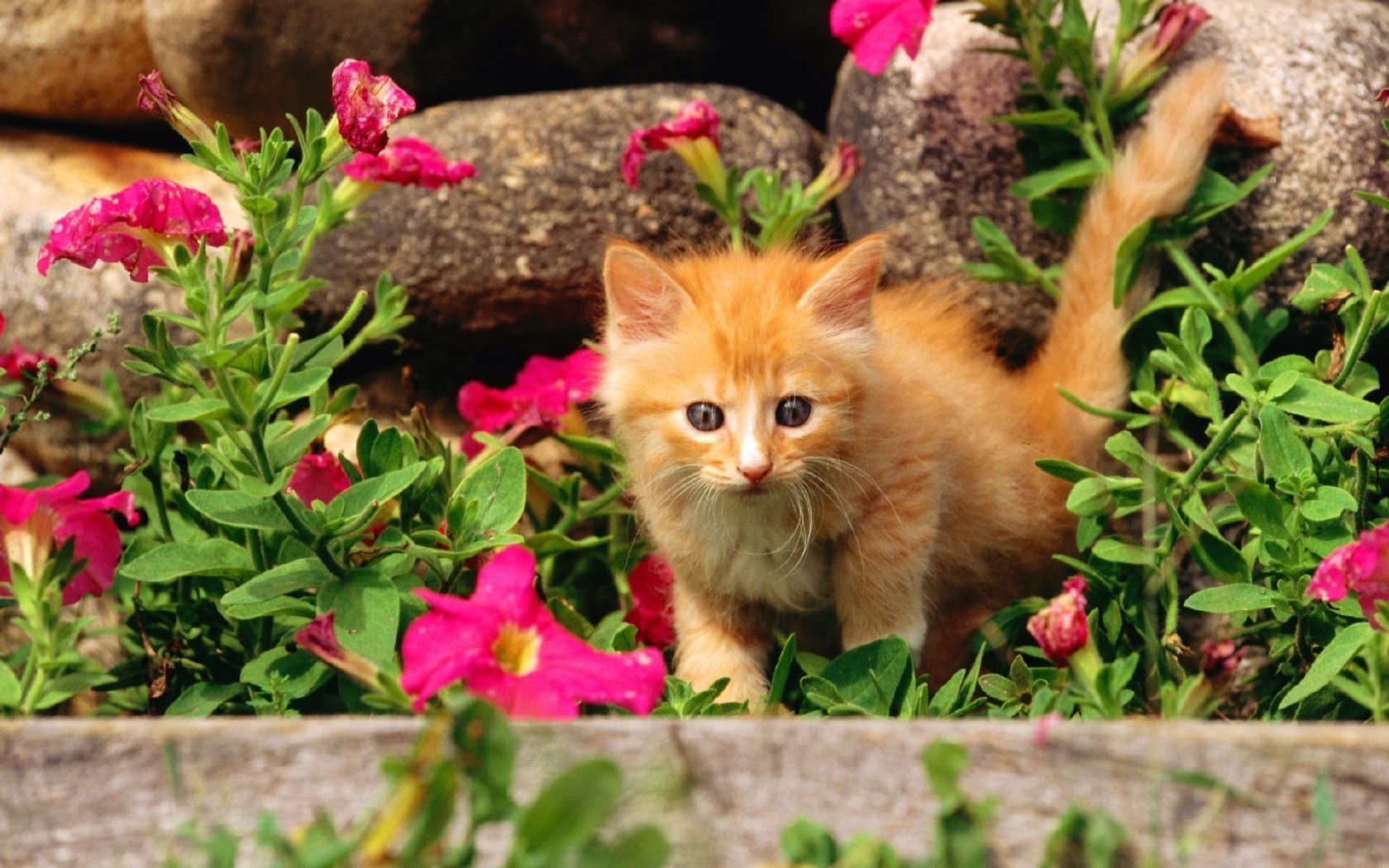 gatos natureza flor jardim flora verão pequeno fofa ao ar livre folha