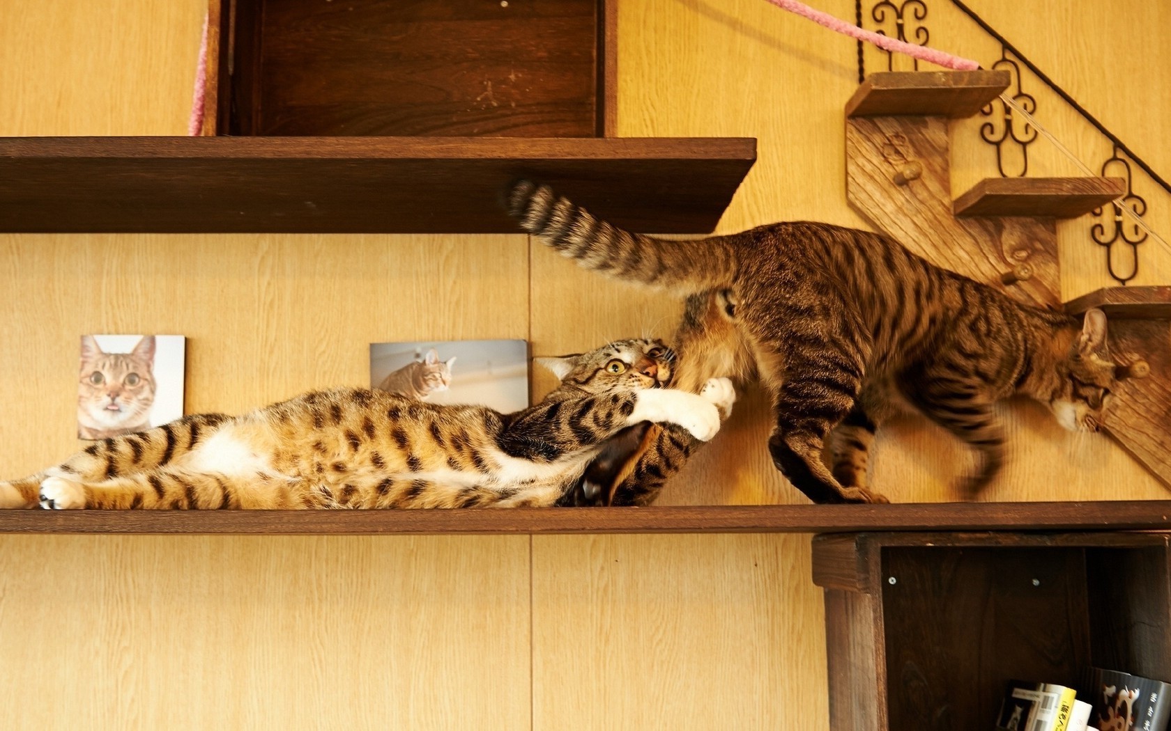 kediler kedi memeli bir yavru kedi mobilya portre evde beslenen hayvan kapalı hayvan oda sevimli