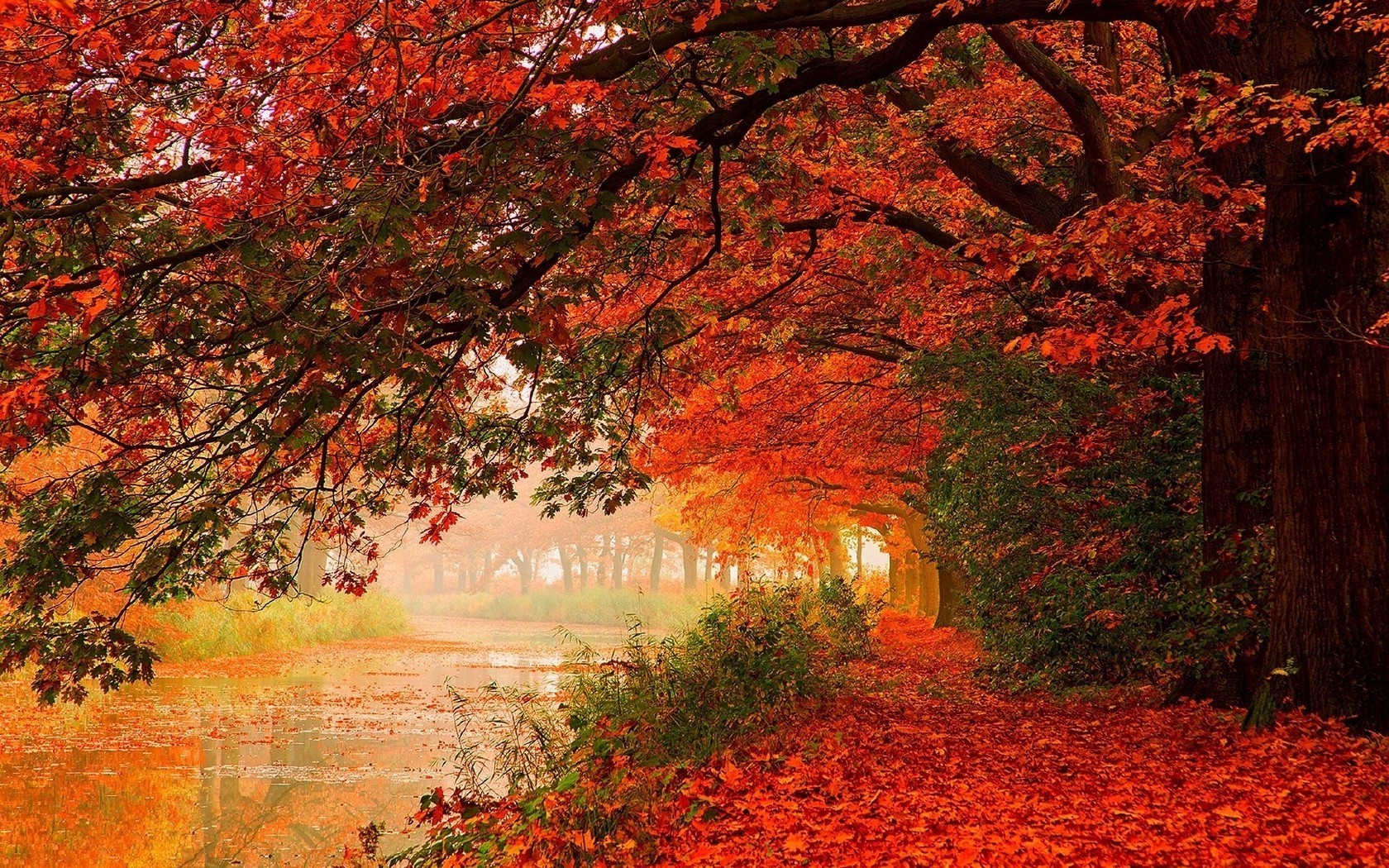 rivers ponds and streams fall leaf maple tree landscape nature park wood outdoors scenic lush dawn season bright
