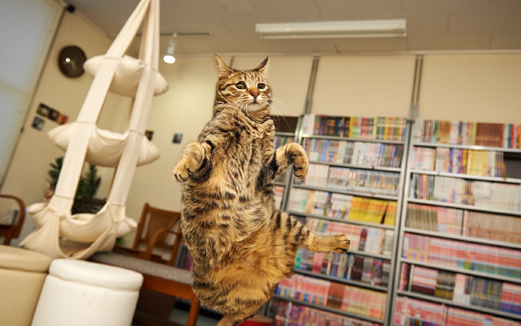 猫 架子 猫 室内 书柜 肖像 宠物 股份 房间 家具 小猫 家庭