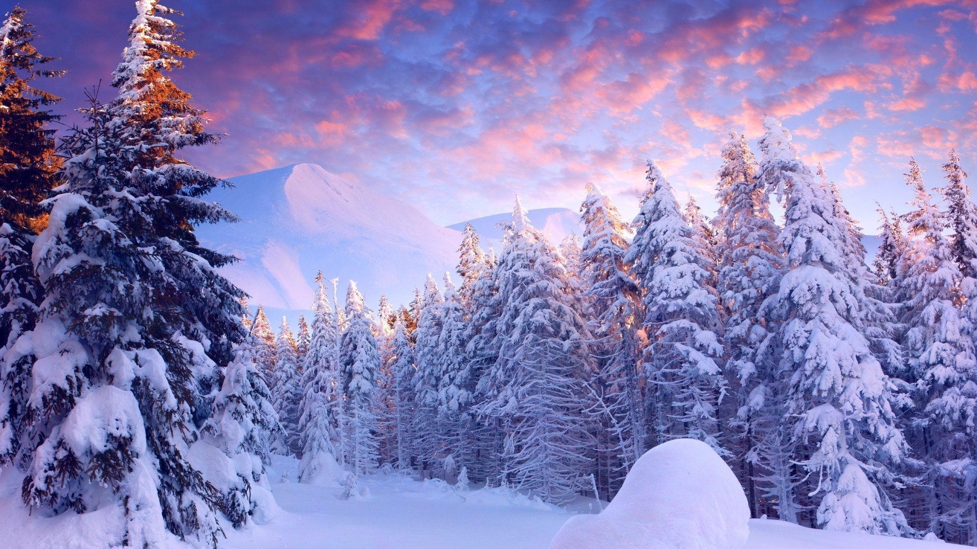inverno neve freddo gelo legno stagione abete congelato scenic montagna evergreen albero abete paesaggio pino ghiaccio nevoso natale meteo conifere