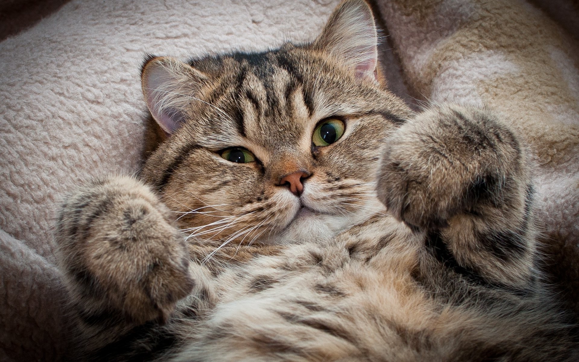 chat chat animal mignon animal de compagnie mammifère portrait fourrure domestique chaton petit