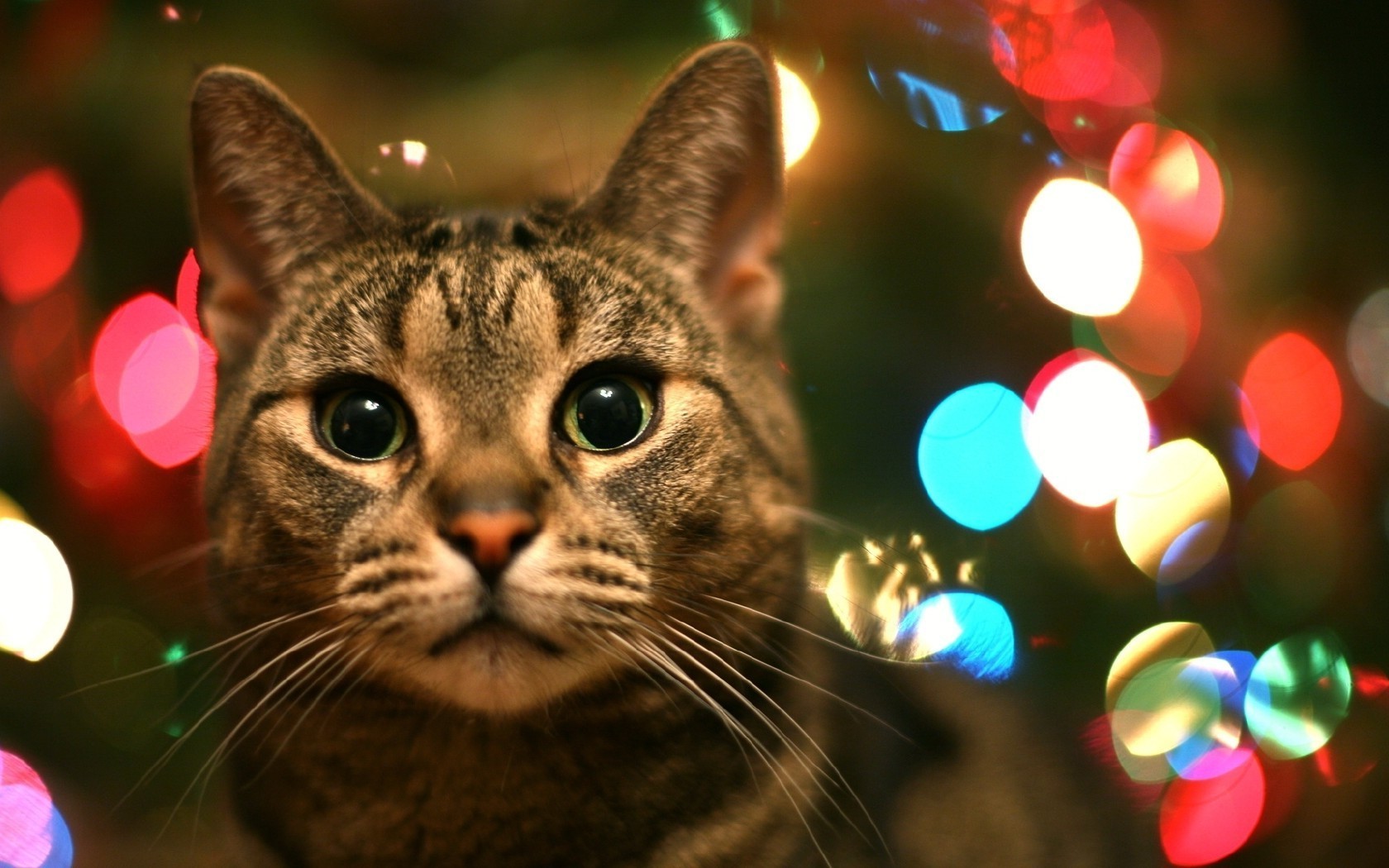 猫 圣诞节