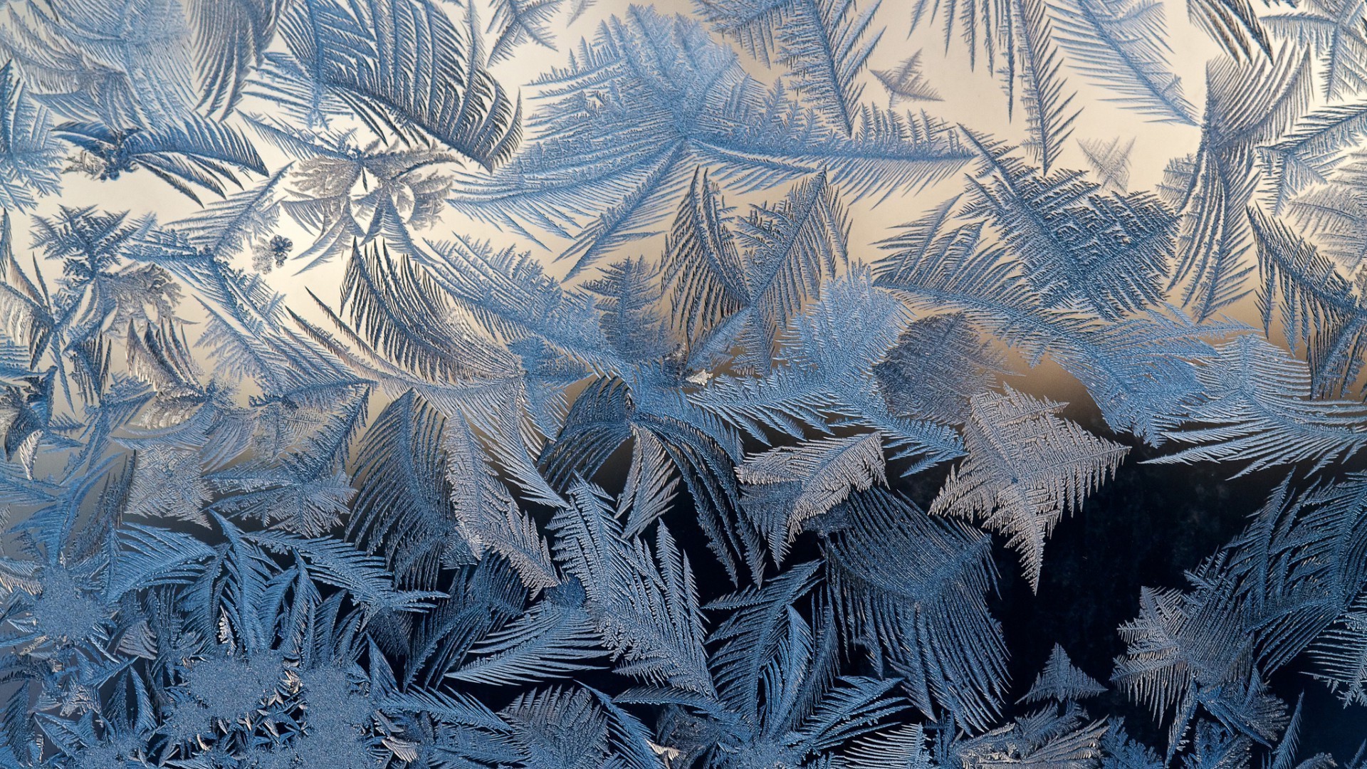 verre gel bureau modèle neige résumé art hiver texture glace arbre nature illustration froid congelé