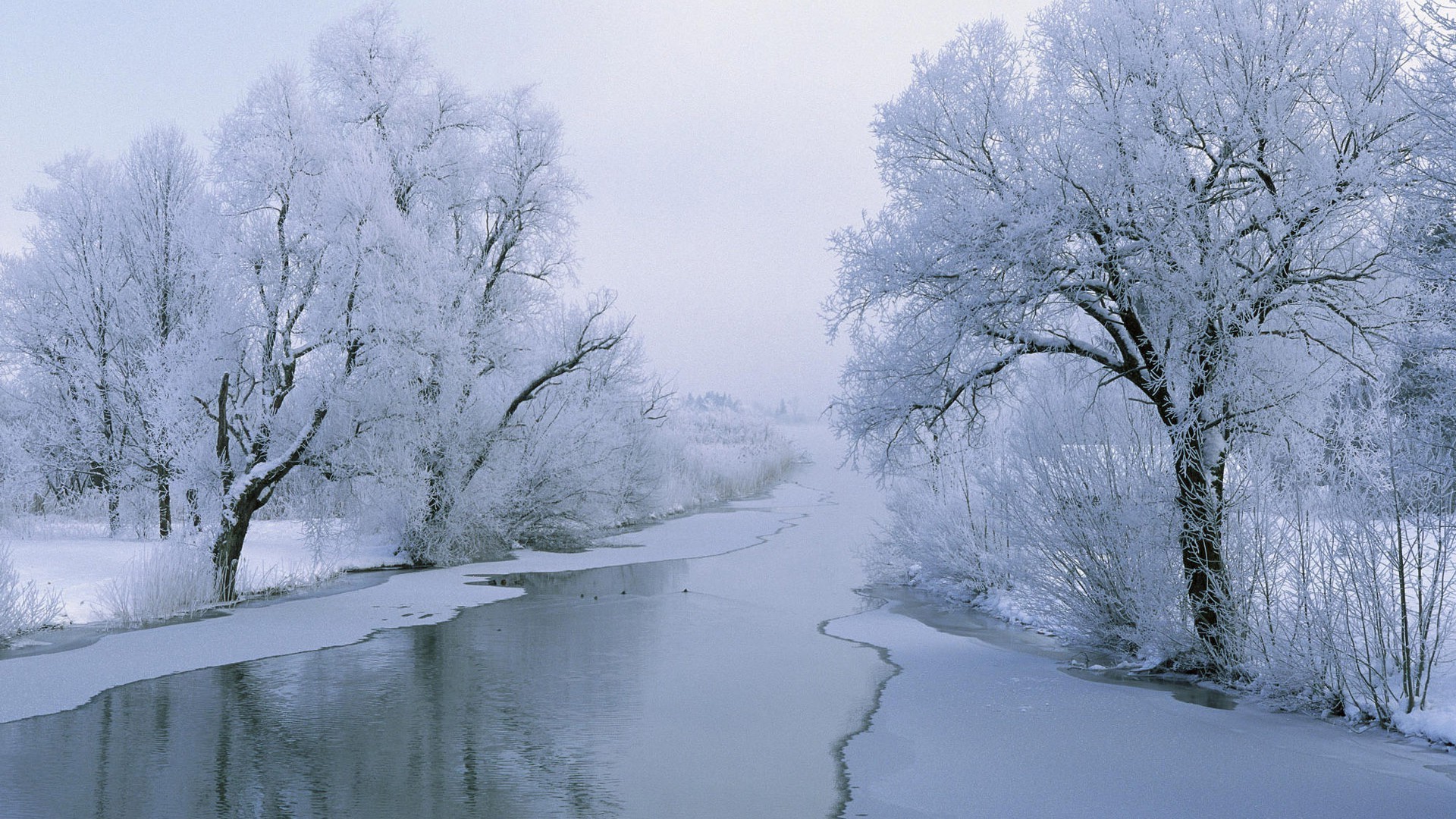 winter schnee kalt frost gefroren wetter landschaft eis holz holz saison nebel frostig natur landschaftlich schneewittchen schneewittchen eisig filiale