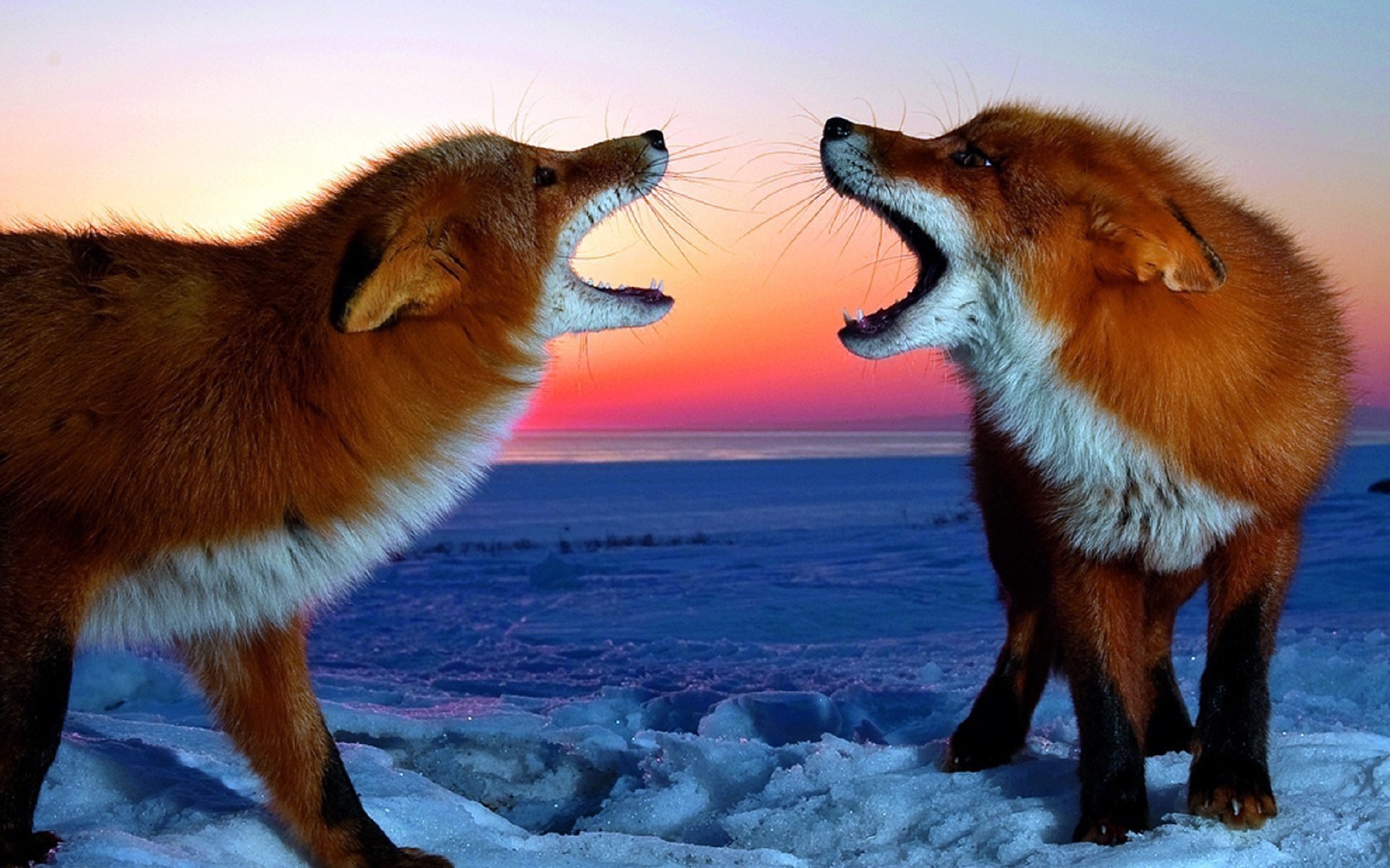 fox mammal wildlife fur animal canine predator one snow outdoors wild winter