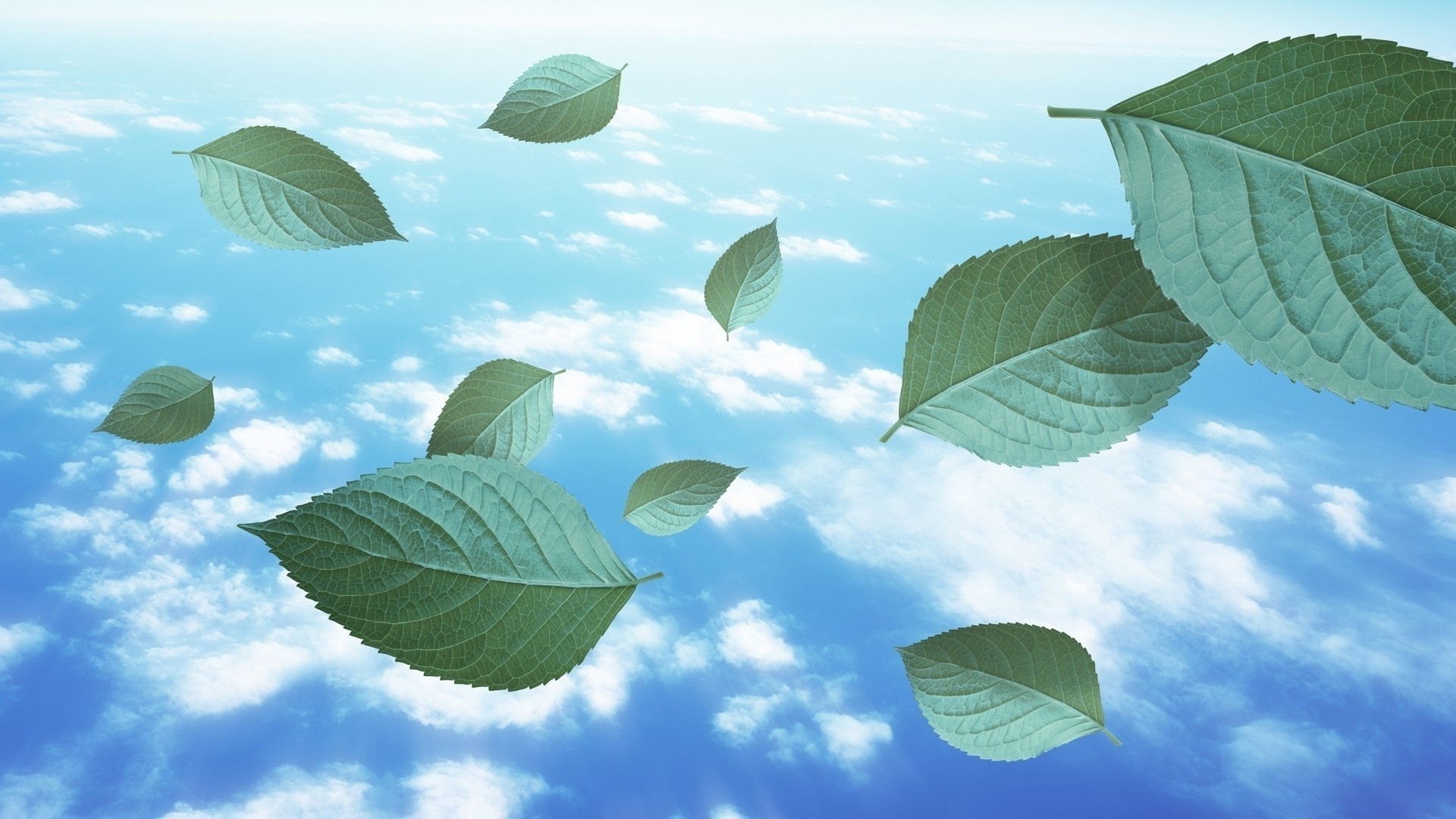 paisaje hoja naturaleza árbol flora cielo crecimiento al aire libre verano