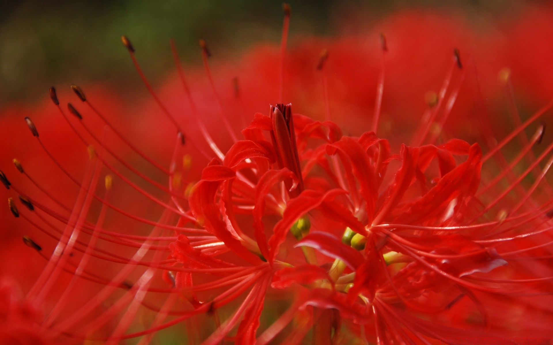 makro kwiat natura flora kolor zbliżenie pulpit ogród piękne jasne bluming kwiatowy lato liść