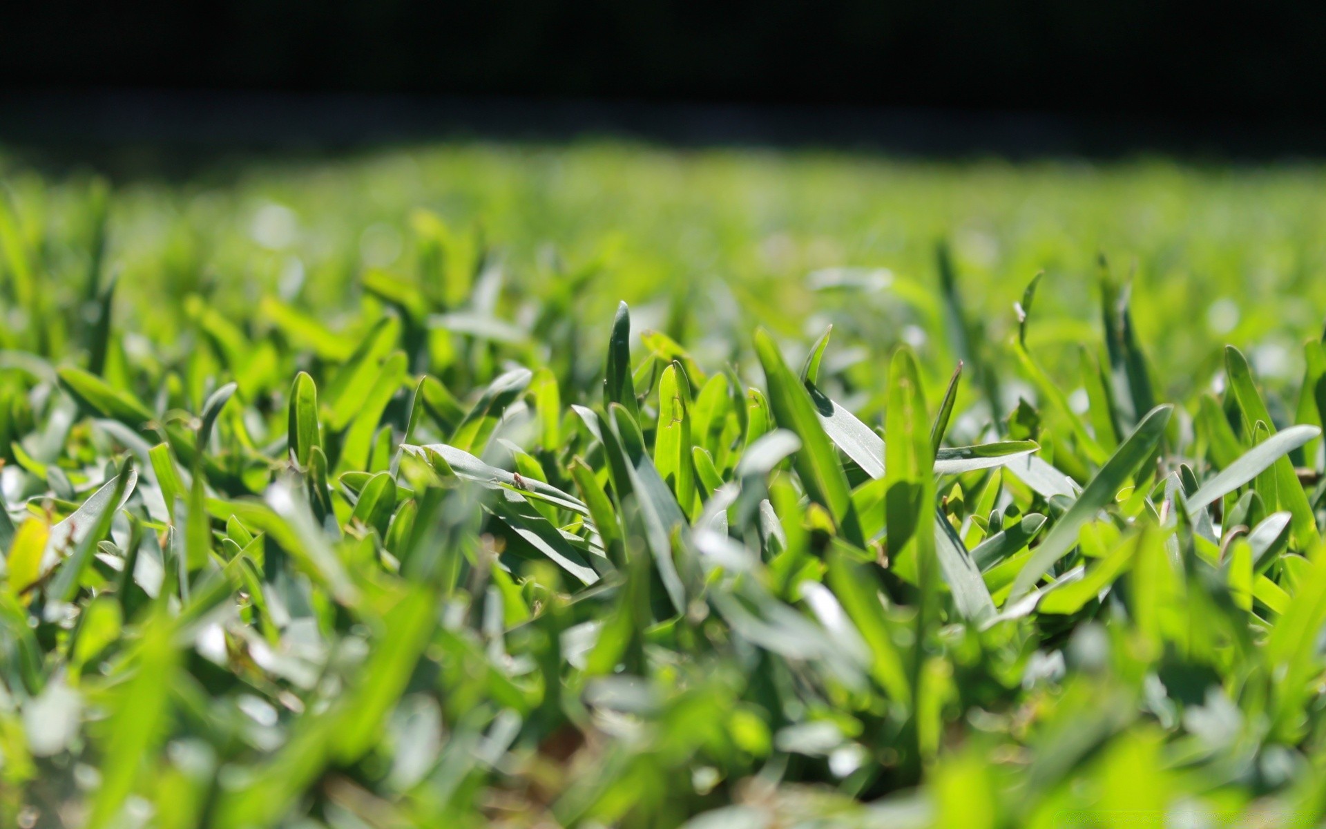 makro fotoğrafçılığı çimen flora alan yaprak bahçe çim saman büyüme avlu doğa yaz çevre toprak yemyeşil çiftlik sezon çim tazelik bıçak kırsal