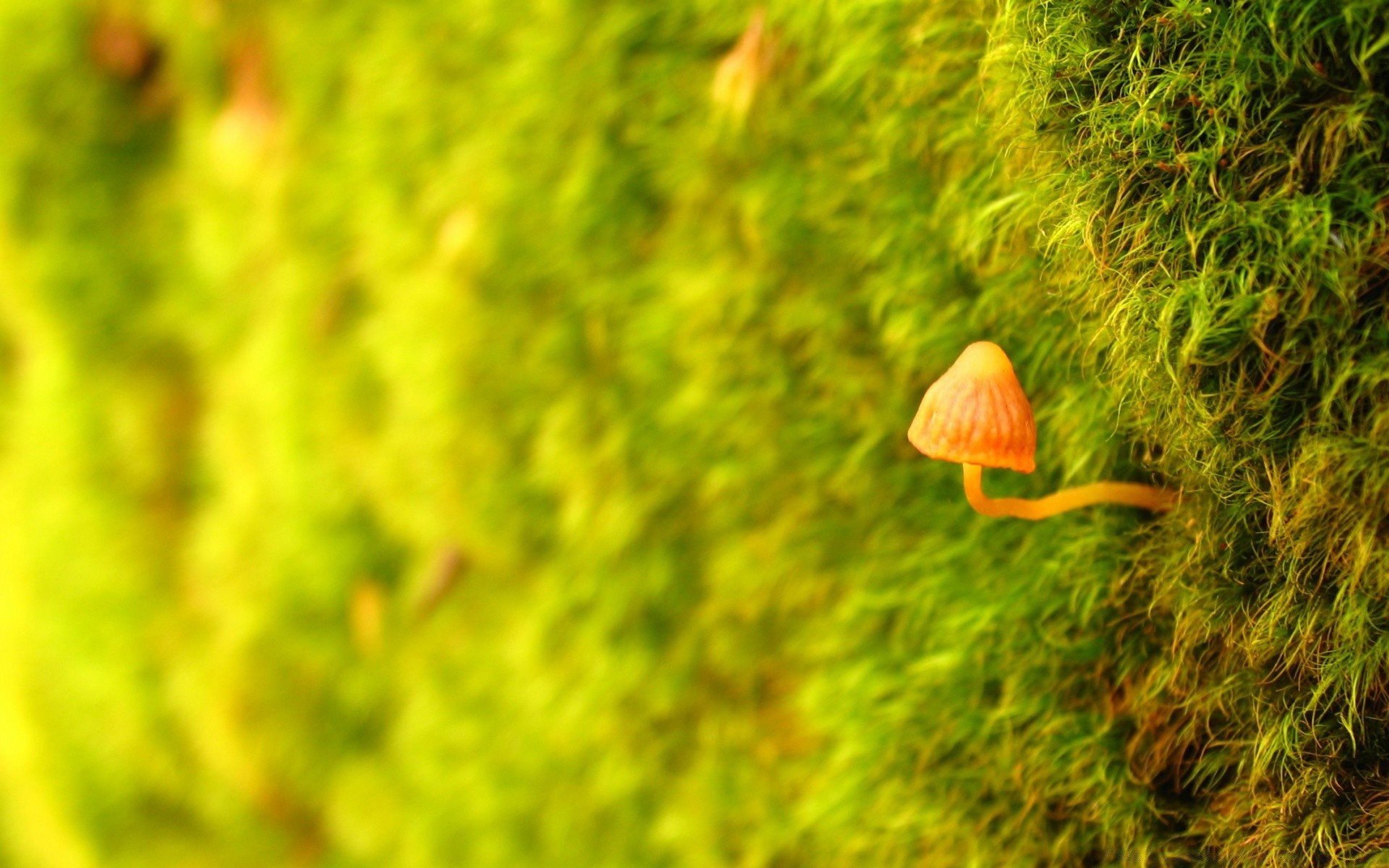 macro nature leaf wood summer flora growth grass desktop outdoors garden season bright close-up flower color fall environment