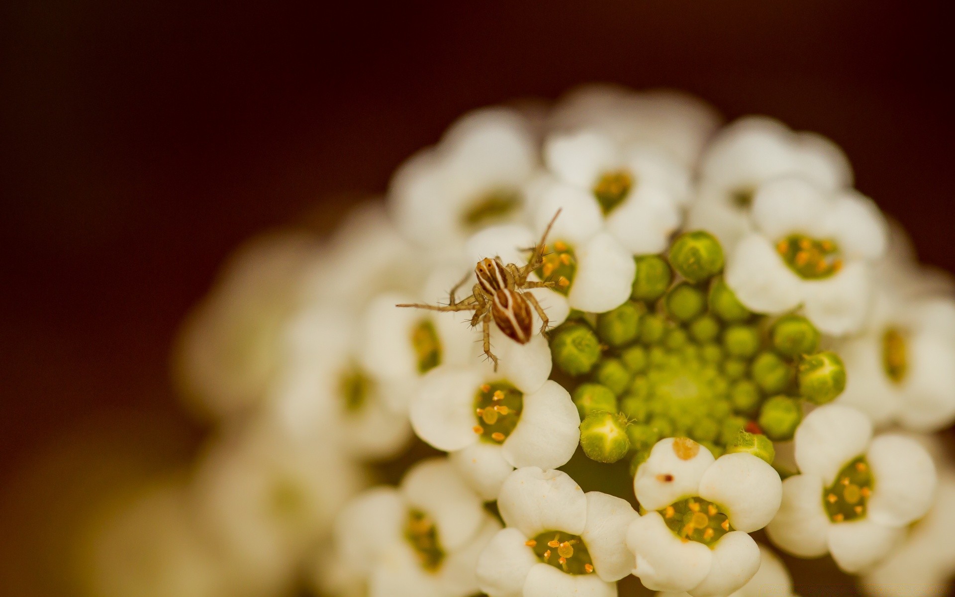 makro kwiat natura dekoracje kolor flora martwa natura rozmycie liść piękny ślub pulpit ogród kwiatowy zbliżenie lato