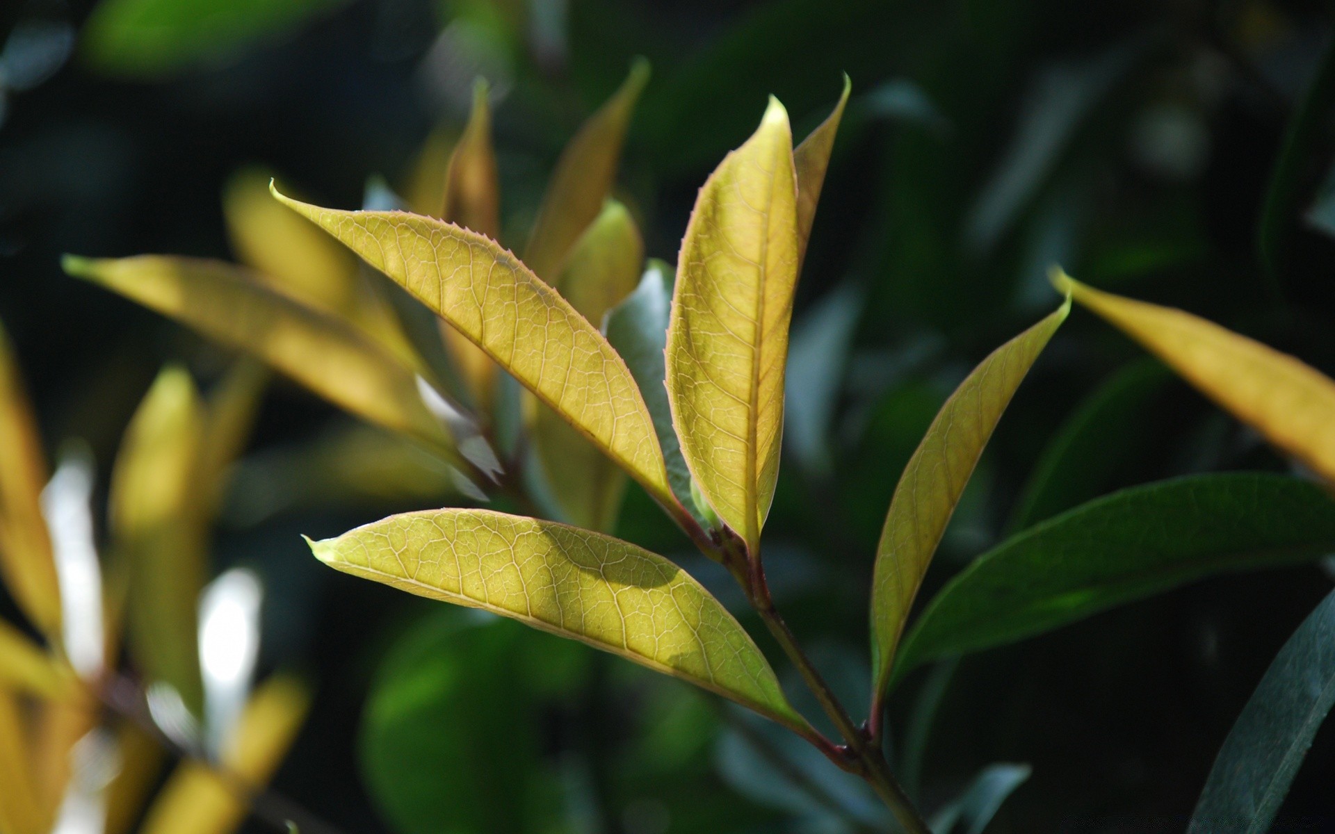makroaufnahme blatt natur flora wachstum im freien sommer baum üppig garten tropisch gesundheit