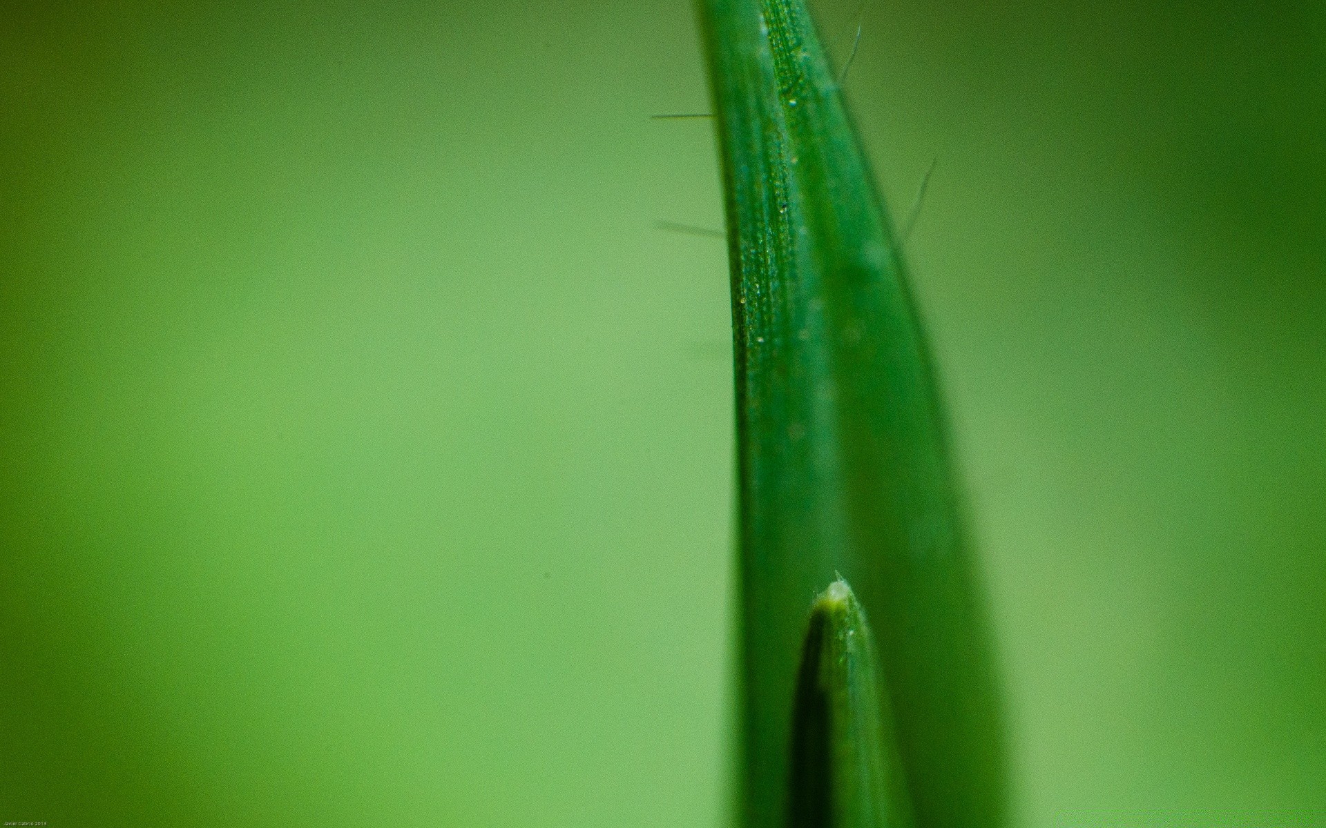 makroaufnahme blatt tau natur regen fallen steigen flora garten insekt sommer