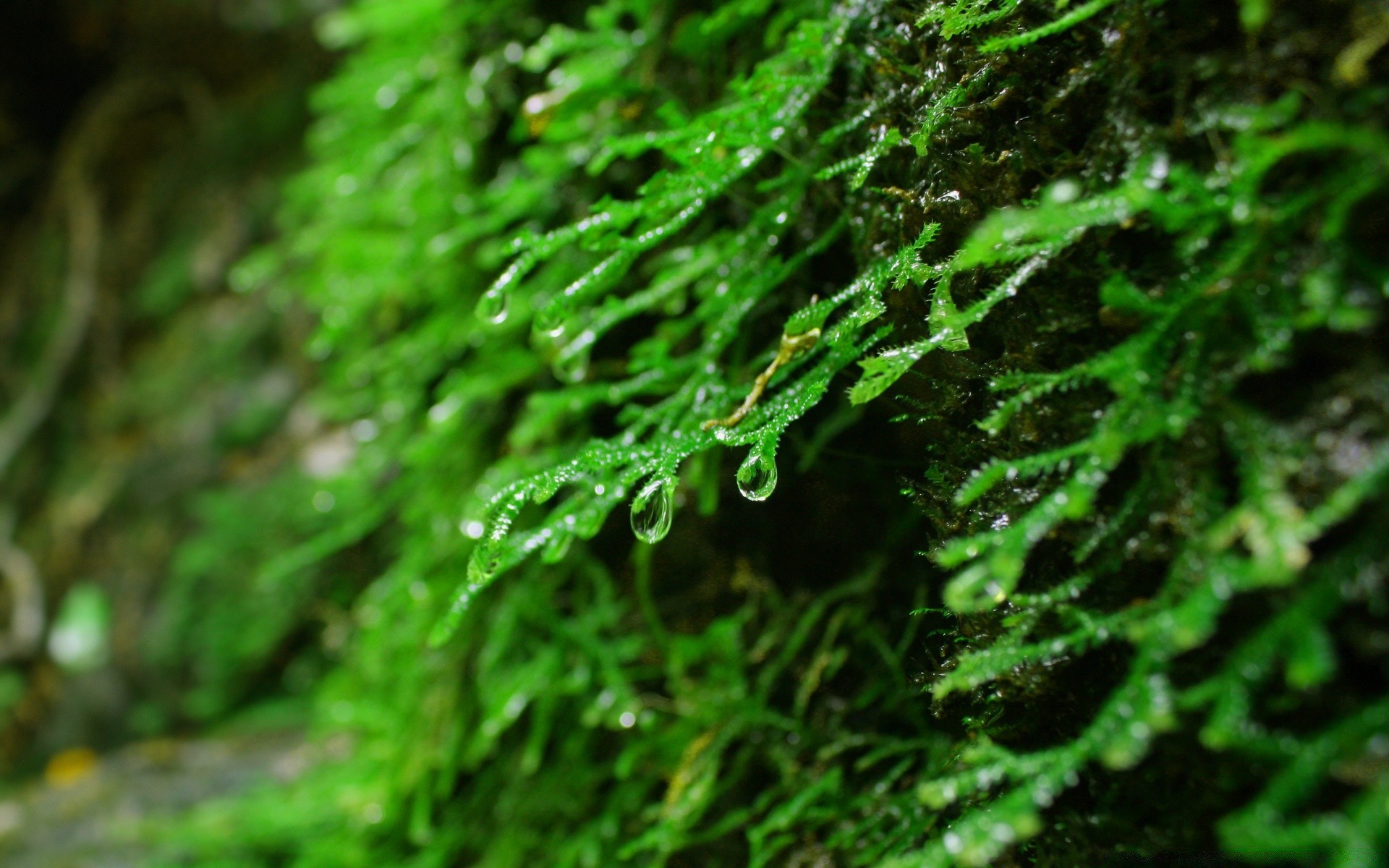 macro feuille nature flore mousse fern croissance environnement pluie à l extérieur bureau fraîcheur gros plan texture été humide luxuriante bois bois à proximité