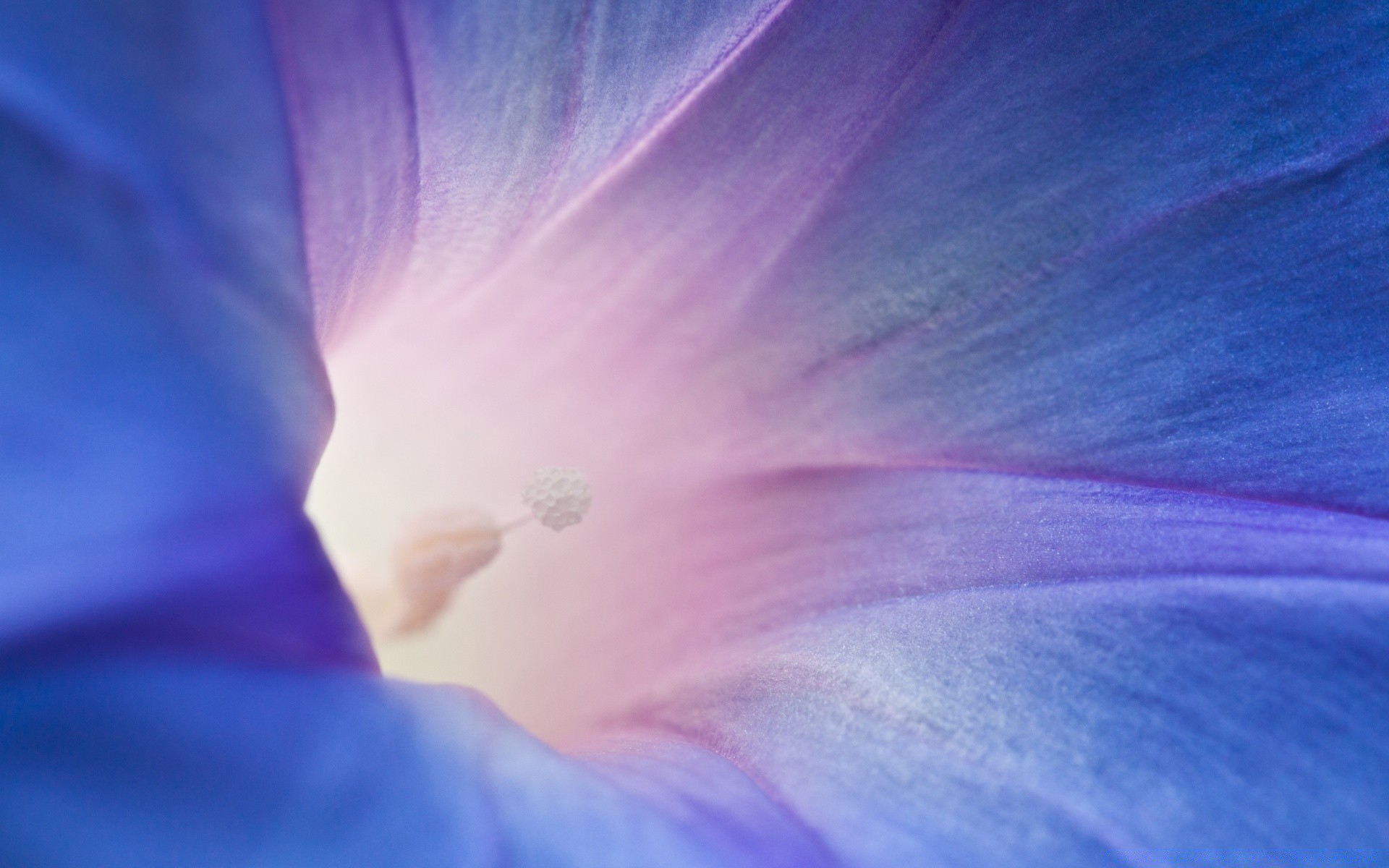 macro flor natureza cor abstrato brilhante verão flora borrão pétala arte delicado folha violet