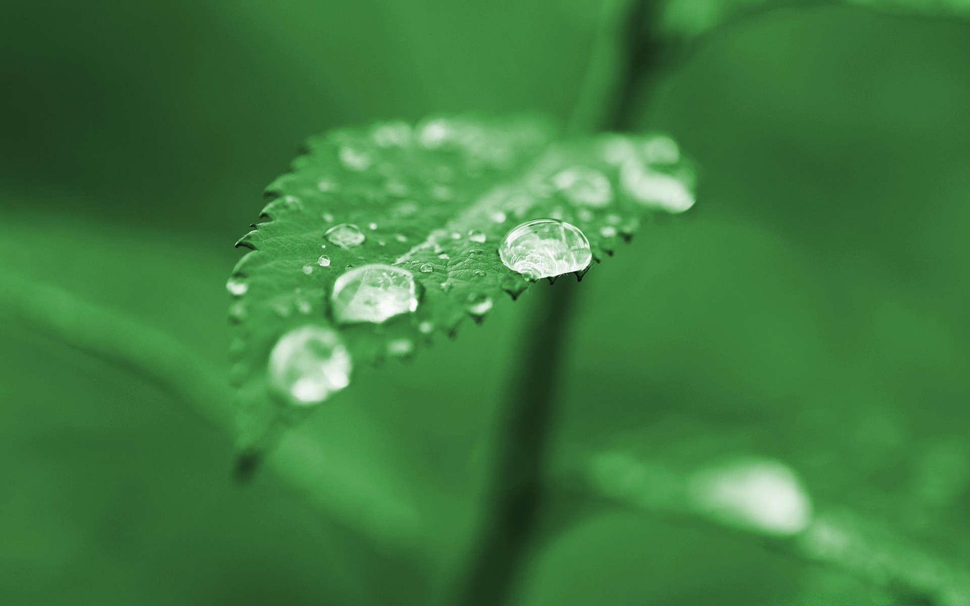 macro dew rain drop leaf droplet wet flora purity raindrop water growth nature environment freshness garden dewy liquid grass