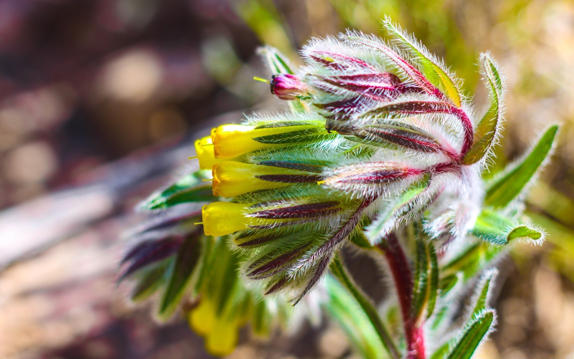 makro natura flora kwiat zbliżenie kolor liść sezon lato ogród kwiatowy dziki dekoracja na zewnątrz żywy
