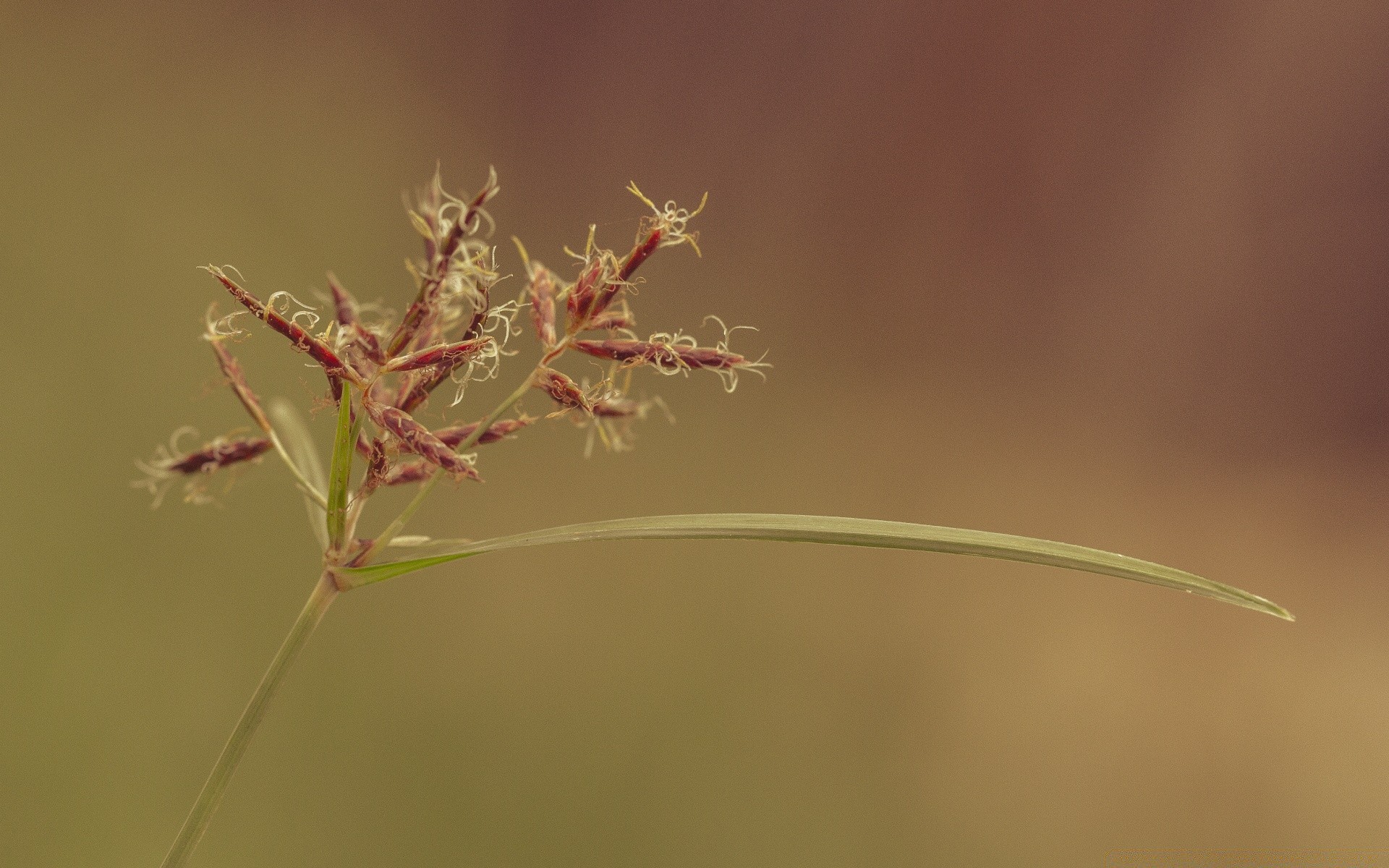 makroaufnahme blatt flora natur blume unschärfe gras wachstum im freien insekt sommer sanft