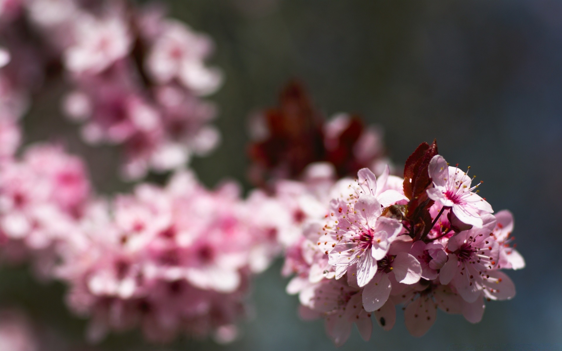 macro flower flora nature cherry blooming garden petal branch season tree leaf growth floral close-up outdoors summer bud springtime bright