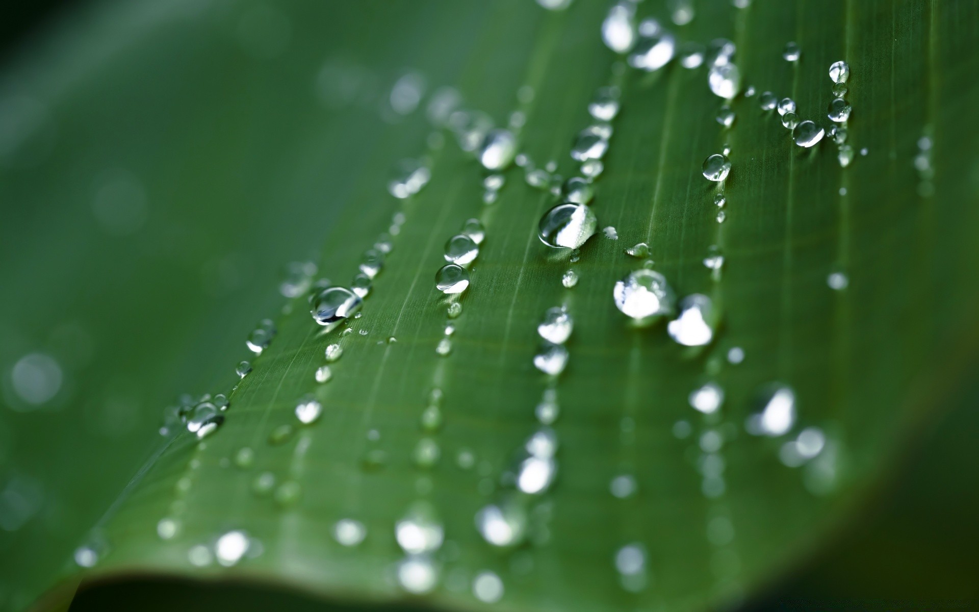 macro rocío gota lluvia gotas mojado araña gota de agua agua telaraña hoja pureza rocío gotas flora jardín naturaleza líquido telaraña