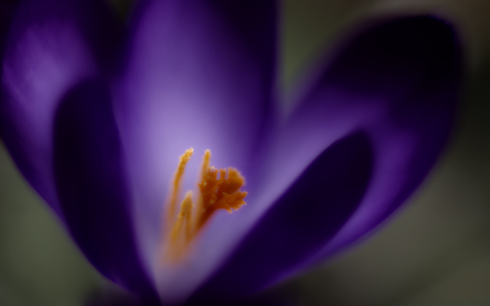 macro fotografia fiore sfocatura natura flora delicato foglia di colore vivid giardino petalo estate bella crescita croco bloom polline