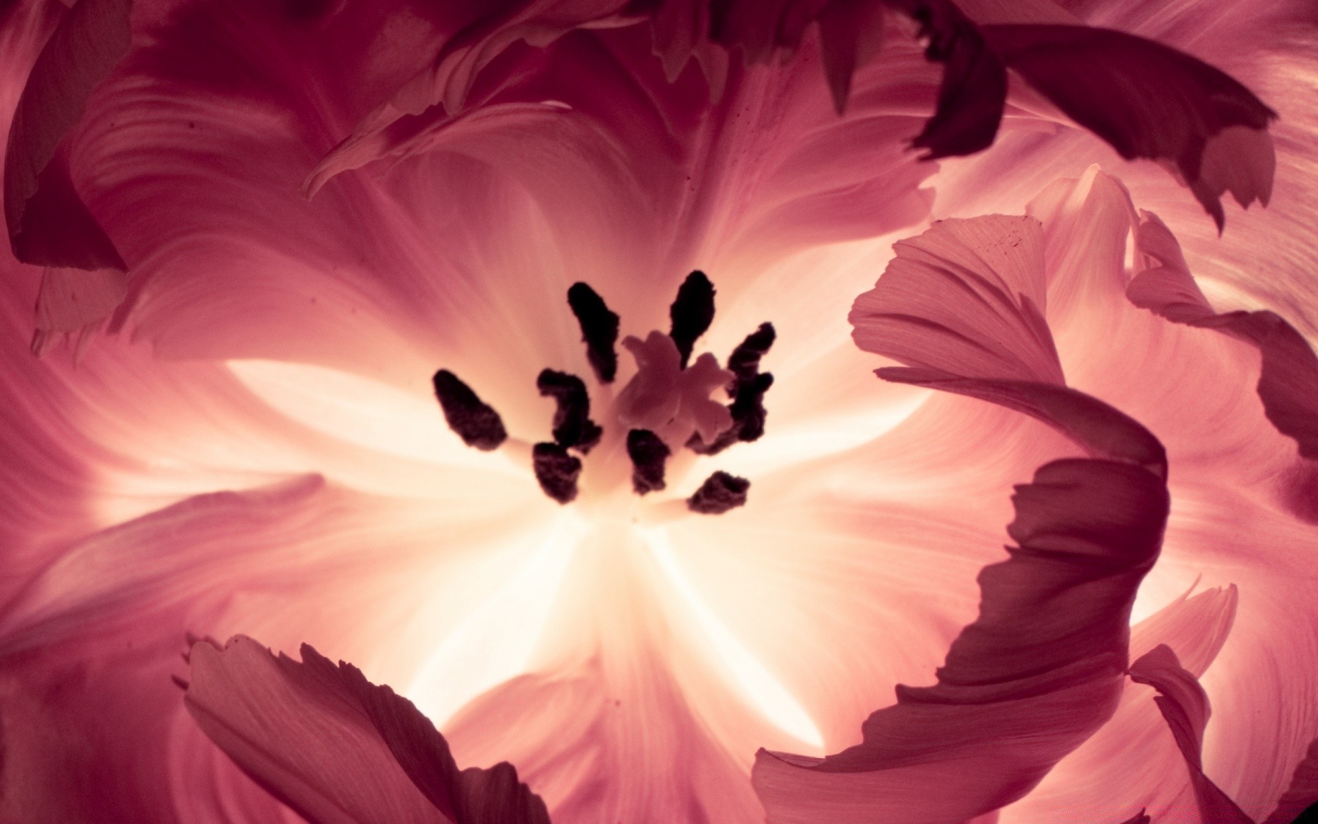 macro flower art nature love color wedding beautiful