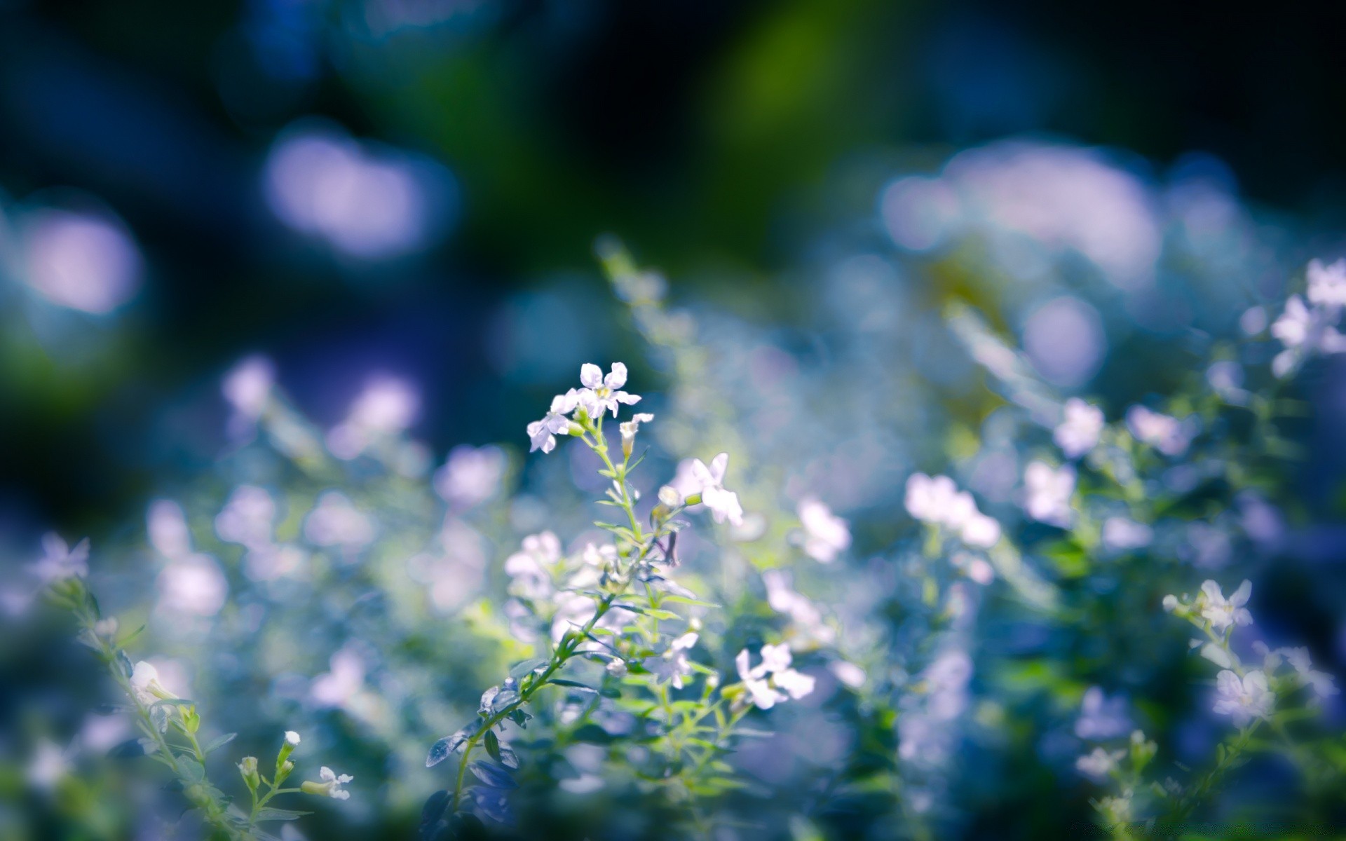 makro fotoğrafçılığı çiçek doğa flora yaprak yaz bulanıklık büyüme çimen saman bahçe açık havada güzel havalarda parlak alan güneş sezon çiçeklenme