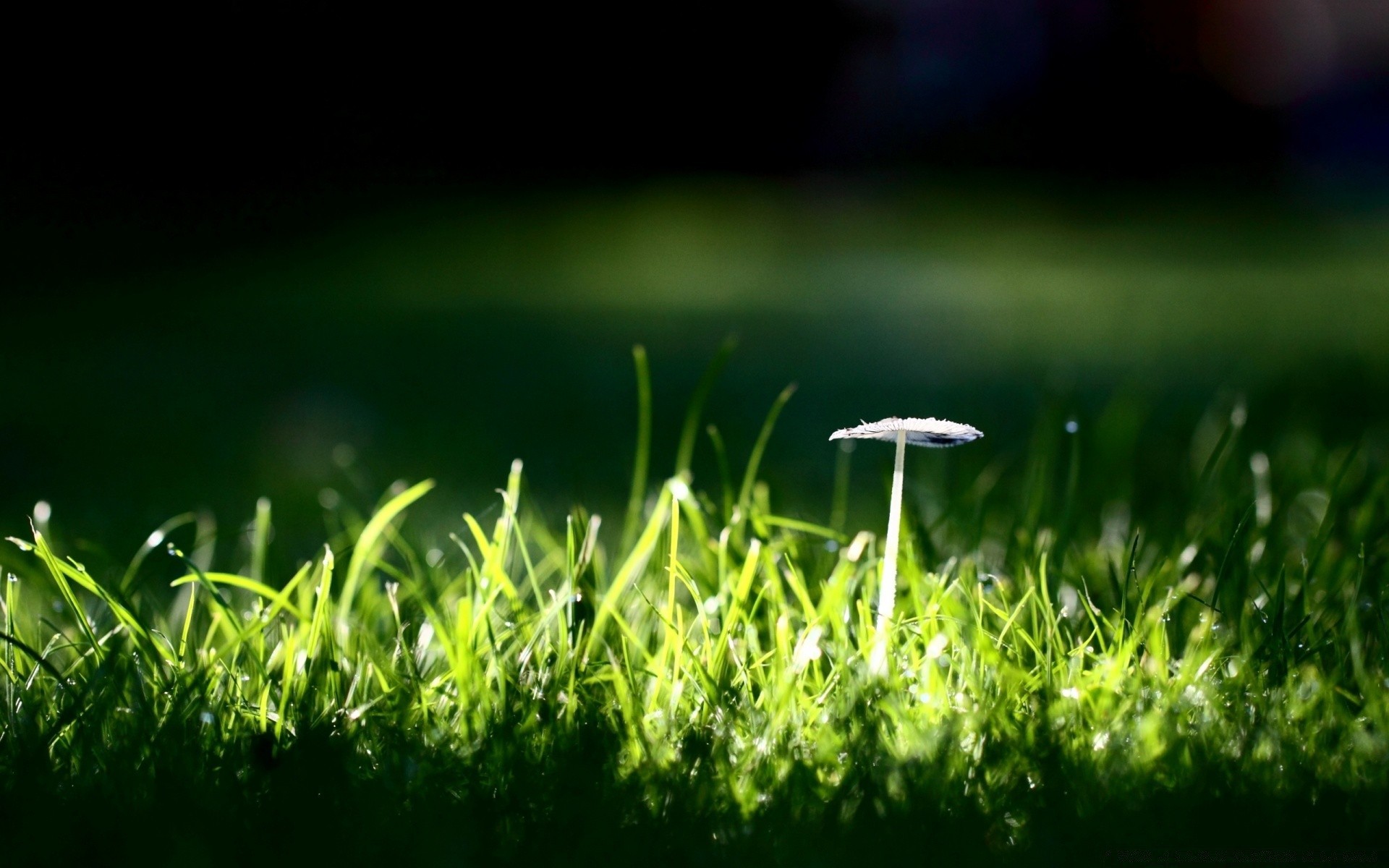 macro herbe pelouse croissance feuille nature jardin flore été foin terrain golf soleil luxuriante lame rosée aube flou