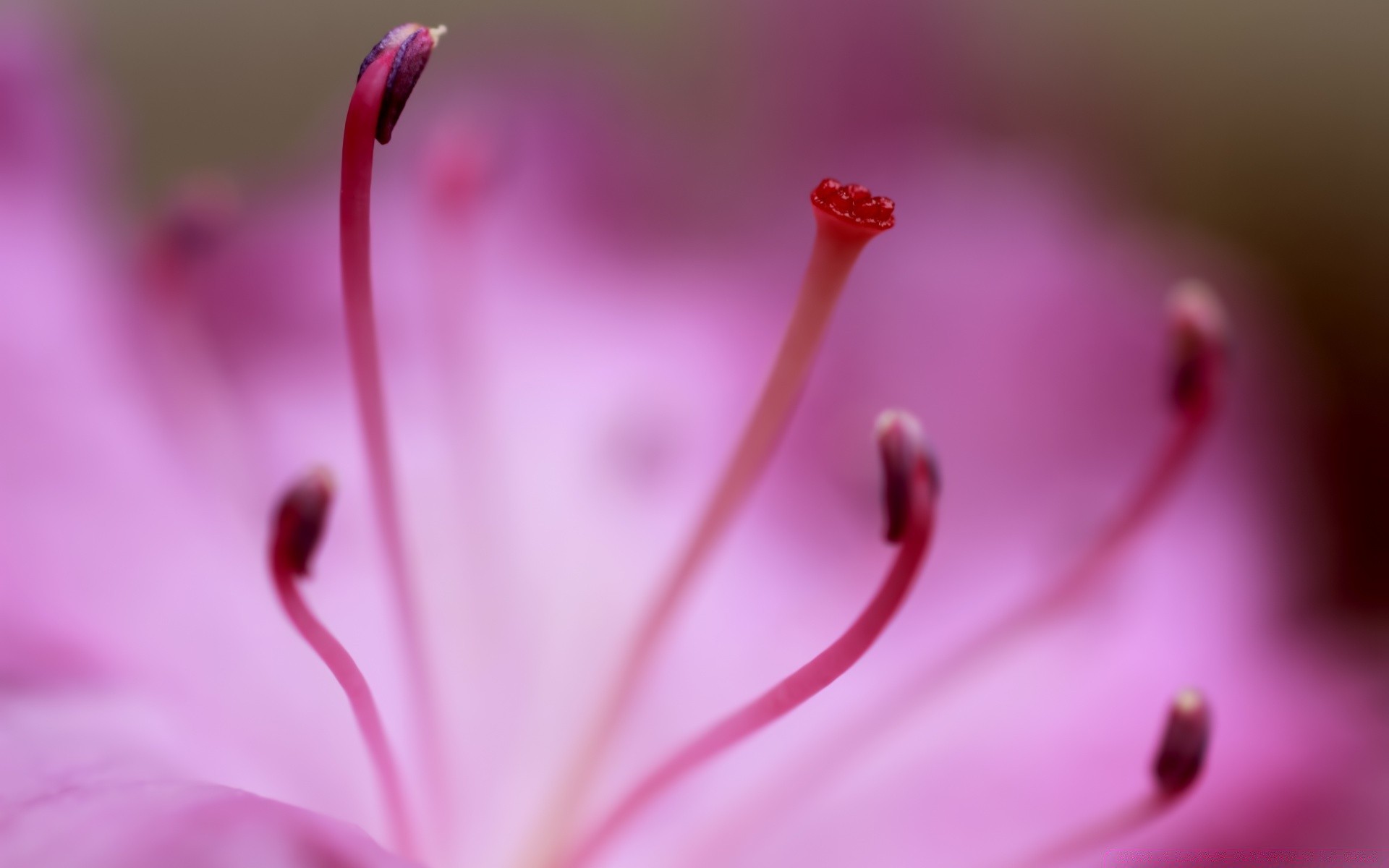 macro fleur nature été flore jardin feuille gros plan couleur flou lumineux dof insecte pétale biologie délicat beau pluie