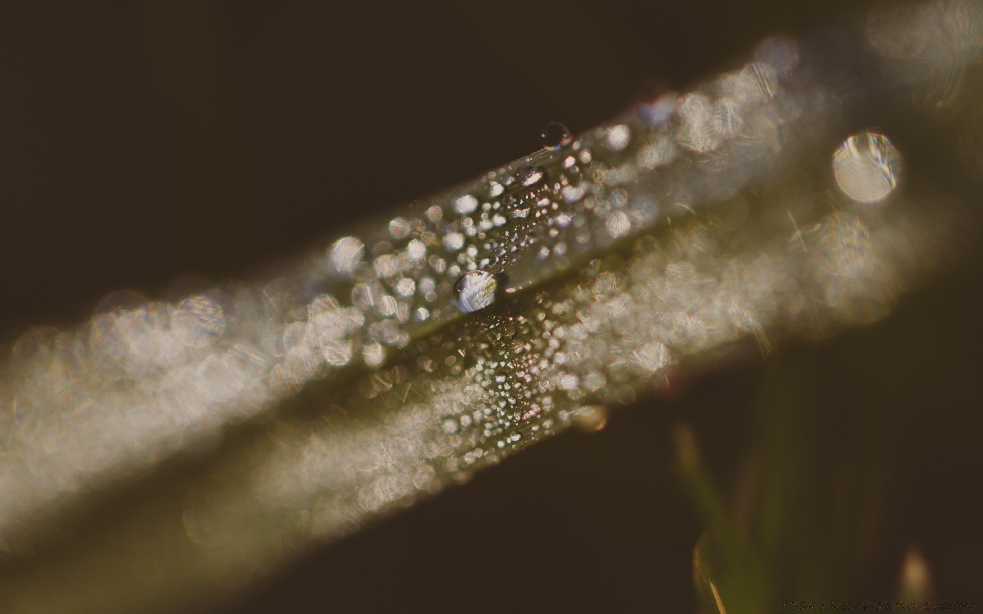 macro eau pluie chute nature rosée flou brille feuille humide croissance gouttes à l extérieur propreté