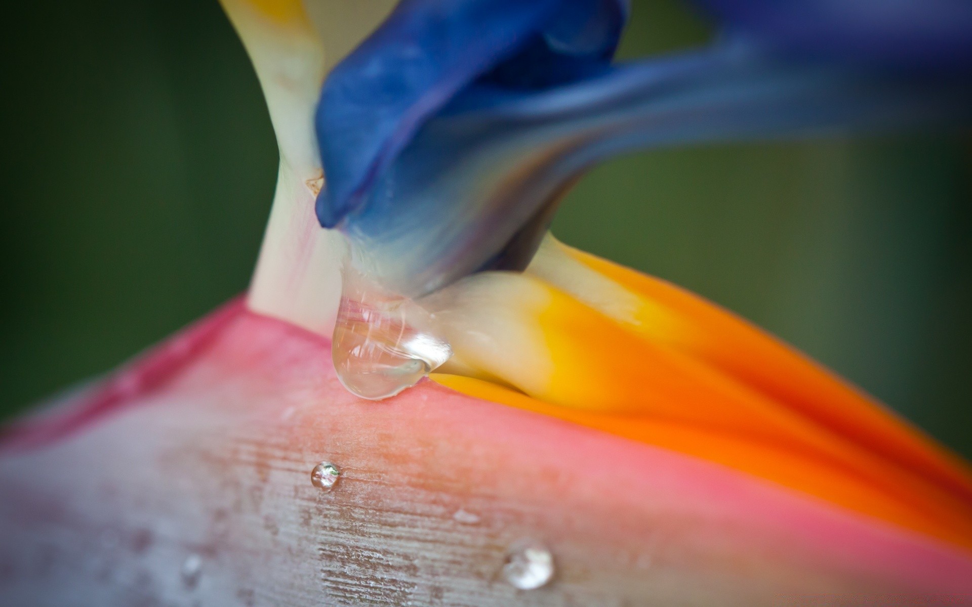 macro colore close-up sfocatura fiore luminoso