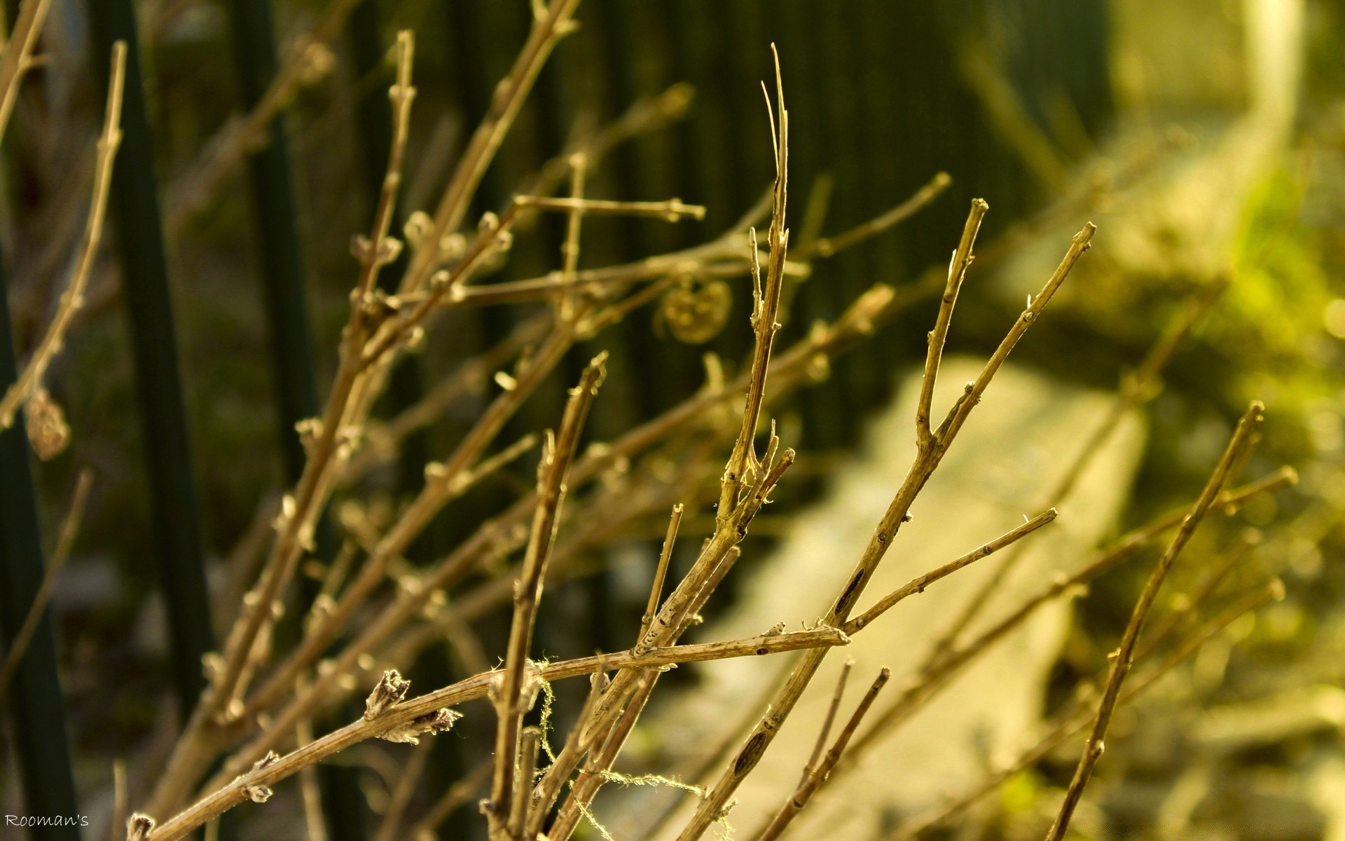 fotografia macro natureza flora folha ao ar livre grama crescimento amanhecer campo verão