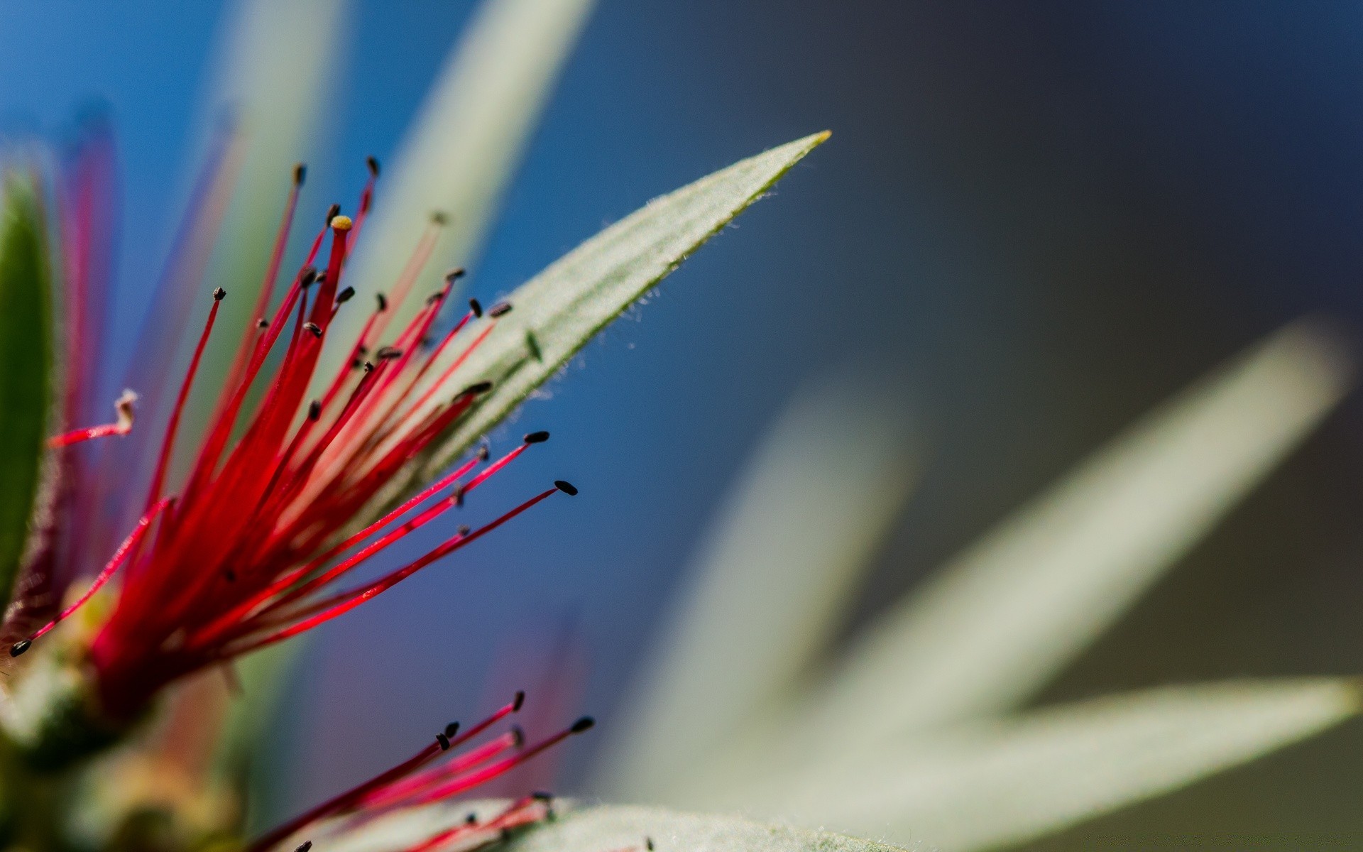 makro fotoğrafçılığı doğa yaprak çiçek bulanıklık keskin yaz açık havada parlak flora kaktüs bahçe soyut büyüme