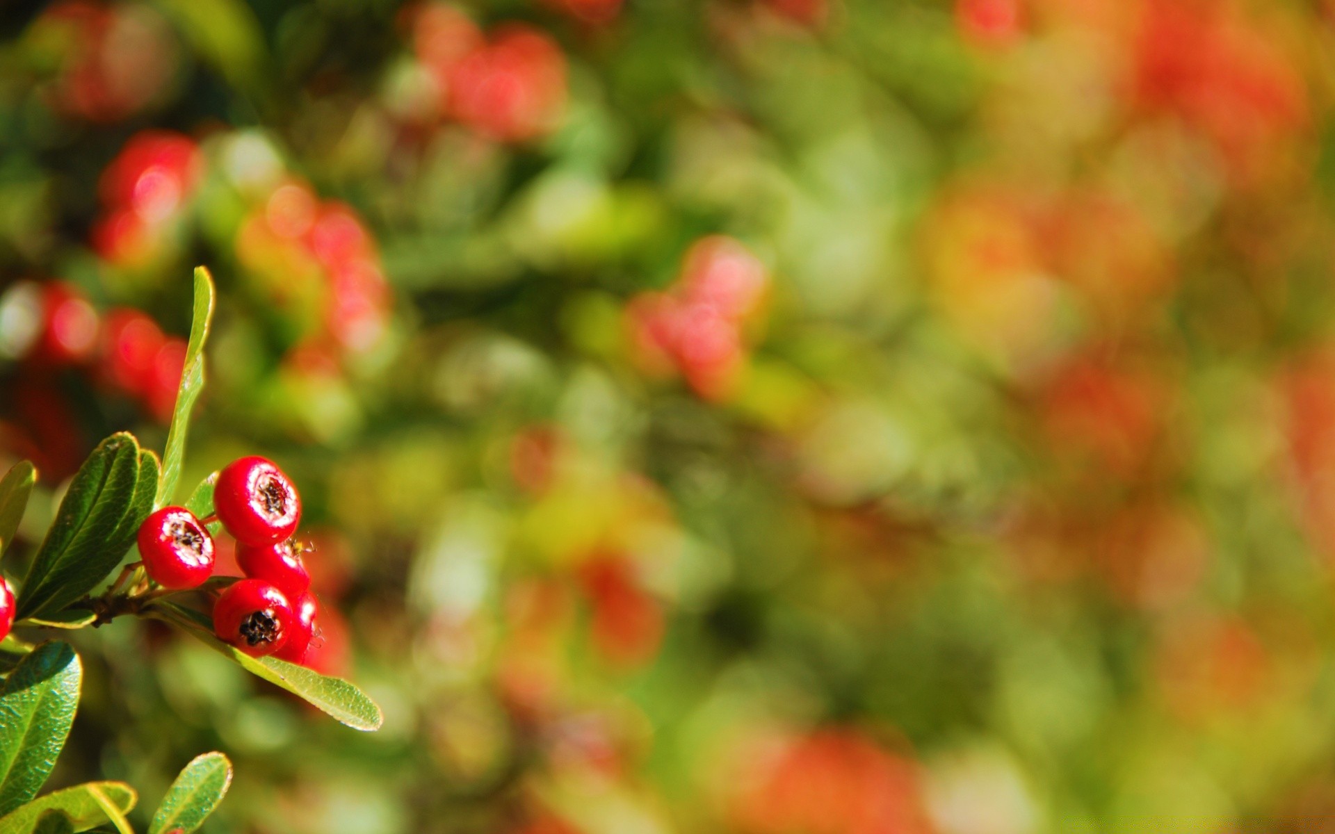 macro natura foglia giardino bacca frutta estate albero colore flora ramo cibo luminoso primo piano stagione