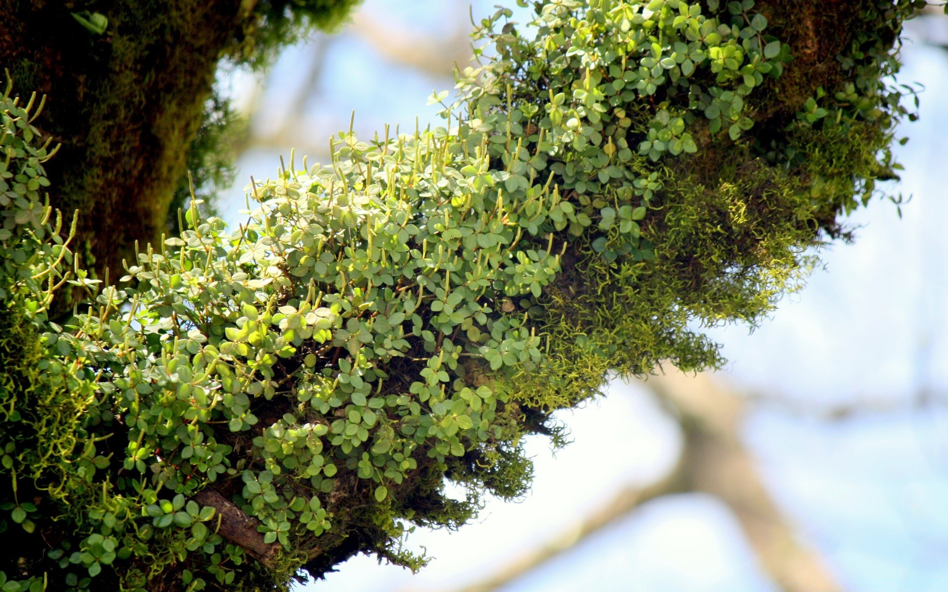makro flora liść natura drzewo wzrost ogród środowiska na zewnątrz drewna oddział lato kwiat pulpit krzew park botaniczny