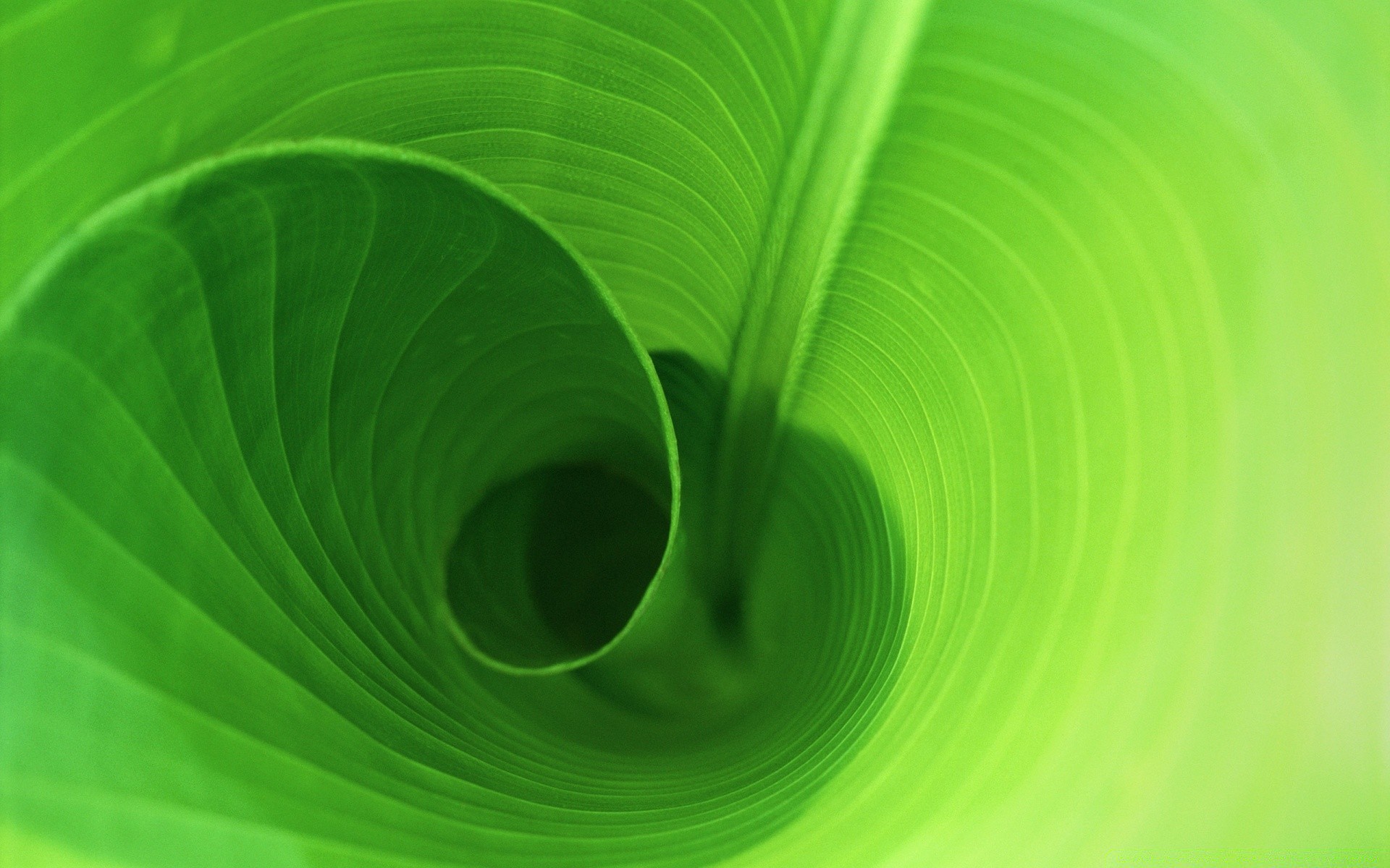 macro abstract leaf color desktop texture bright wallpaper light art flora design element wave background