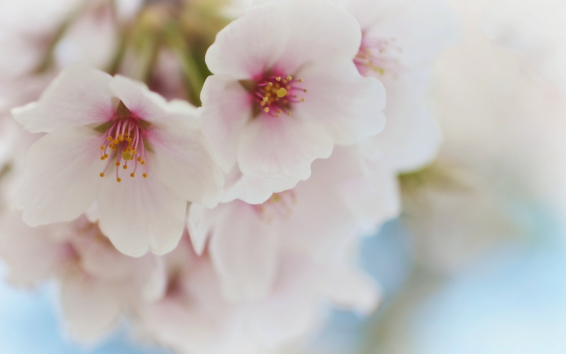 makro fotoğrafçılığı çiçek doğa yaprak flora bahçe bulanıklık narin petal büyüme açık havada çiçek yaz çiçeklenme dostum parlak kiraz