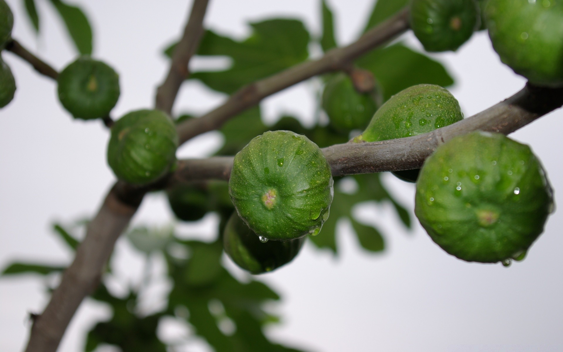 makroaufnahme obst natur blatt essen baum zweig flora garten landwirtschaft wachsen schließen wachstum farbe frische weide