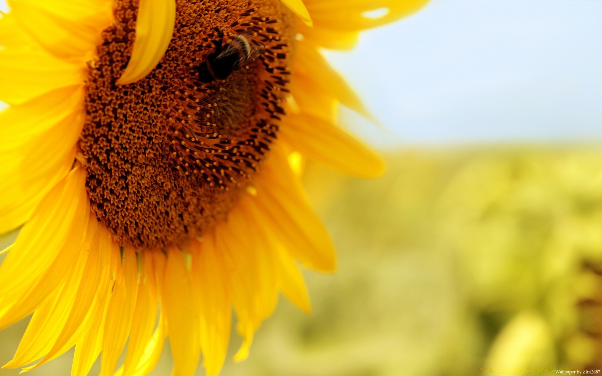 makro natura lato kwiat słonecznik flora jasny wzrost pyłek liść na zewnątrz dobra pogoda wiejski ogród słońce zbliżenie