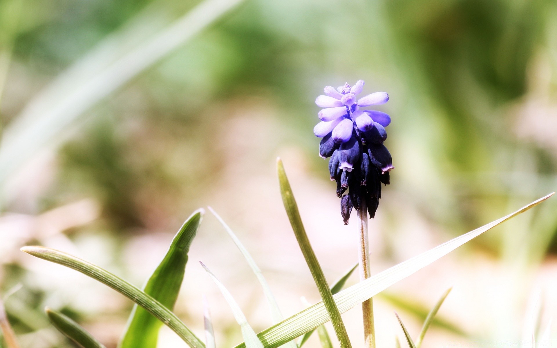 makroaufnahme natur blatt flora blume sommer gras garten im freien schließen unschärfe wild wachstum