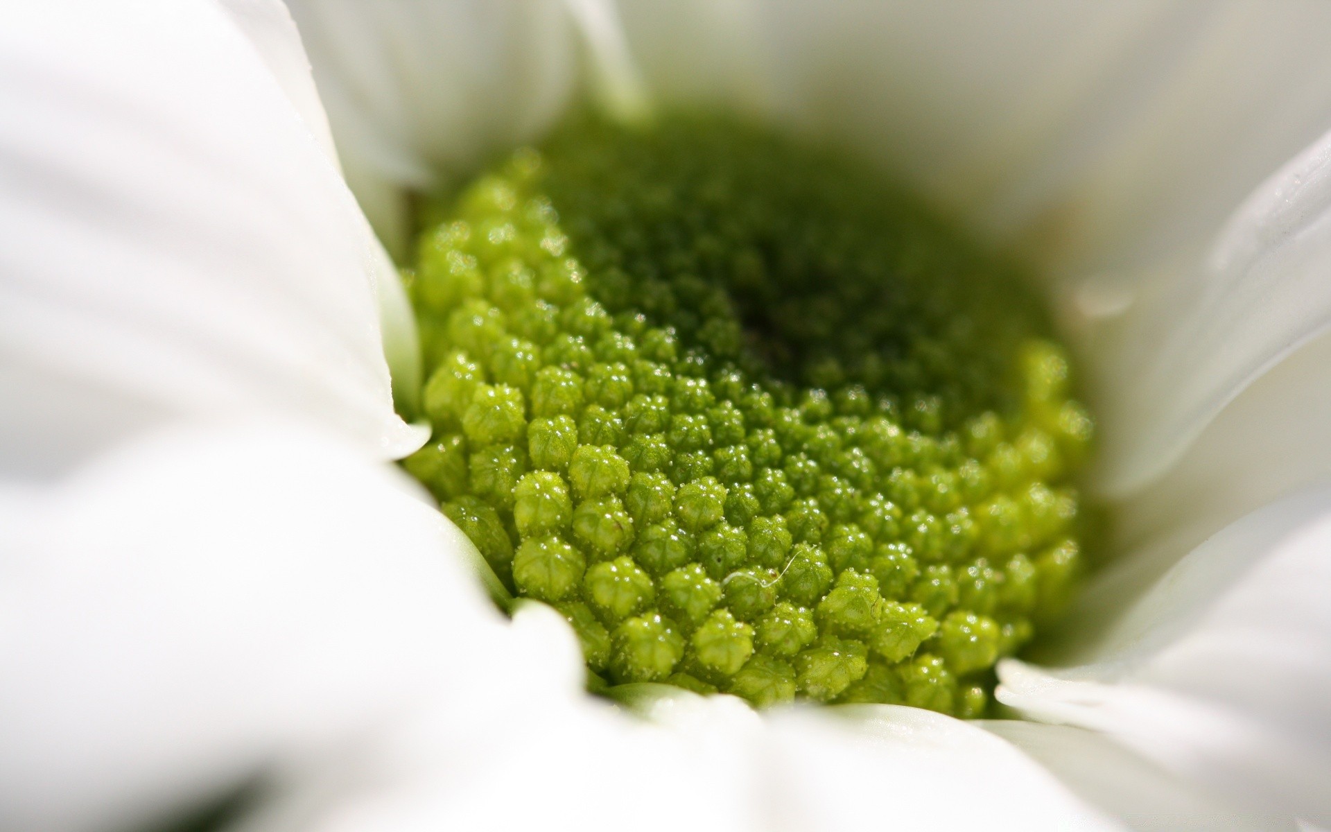 macro fiore natura flora giardino close-up estate luminoso foglia polline petalo colore vicino fiore bella floreale