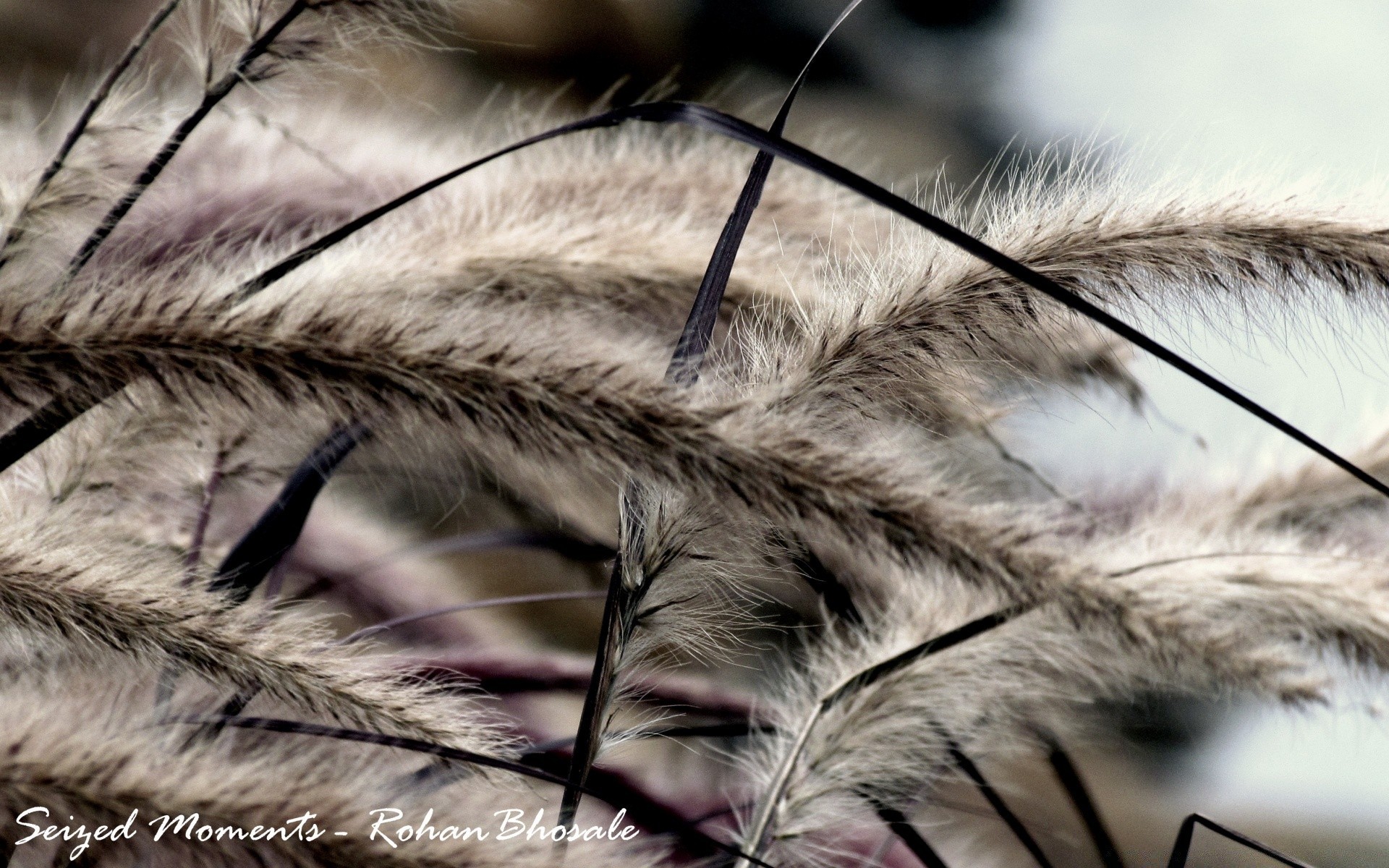 macro naturaleza pluma abajo primer plano al aire libre vida silvestre borroso aves