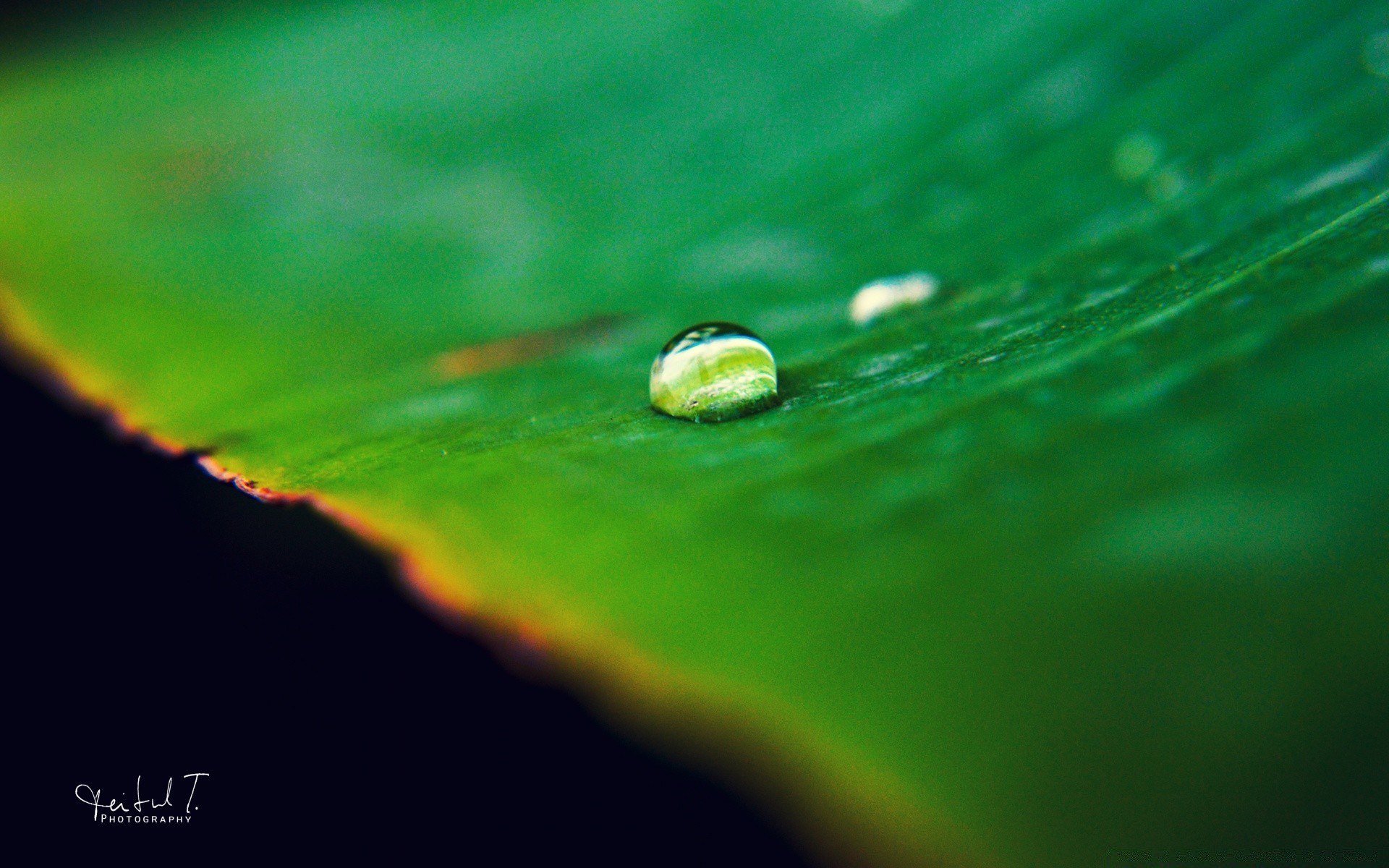 makro regen tau blatt wasser nass tropfen tropfen natur wachstum tropfen sauber flora unschärfe ökologie im freien hell