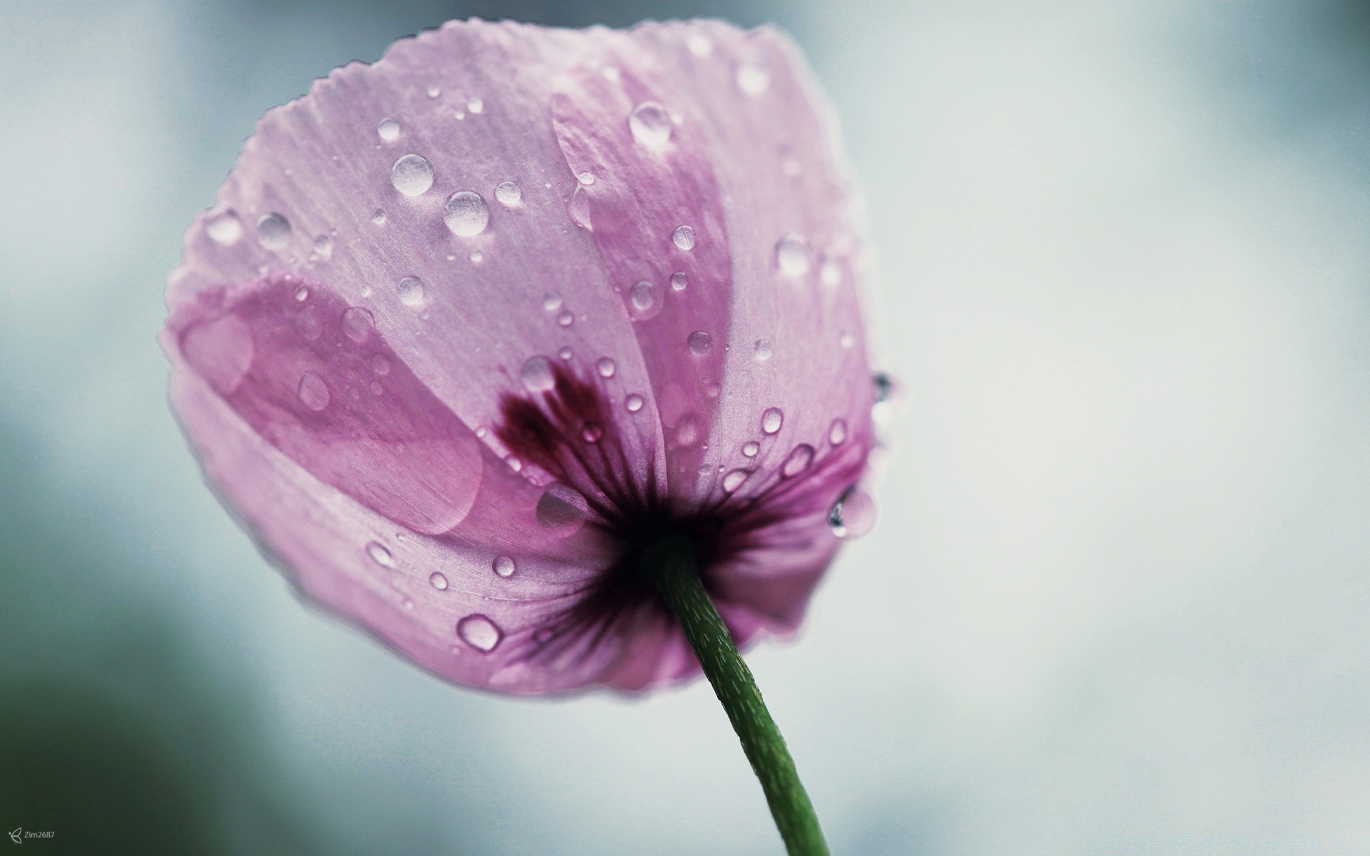 macro nature flower summer flora leaf blur garden bright growth