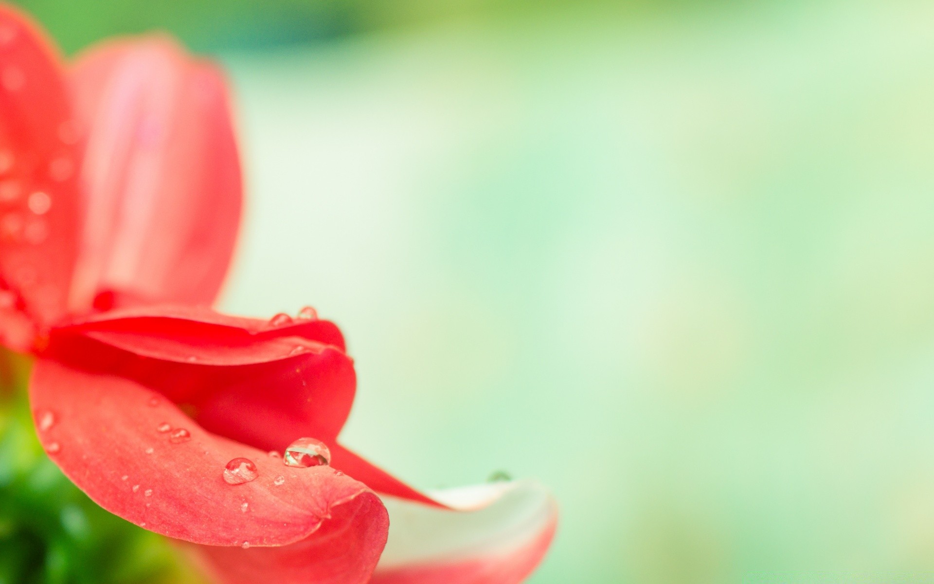 makro fotoğrafçılığı doğa yaz çiçek yaprak parlak bulanıklık flora büyüme bahçe açık havada dof yağmur zarif narin