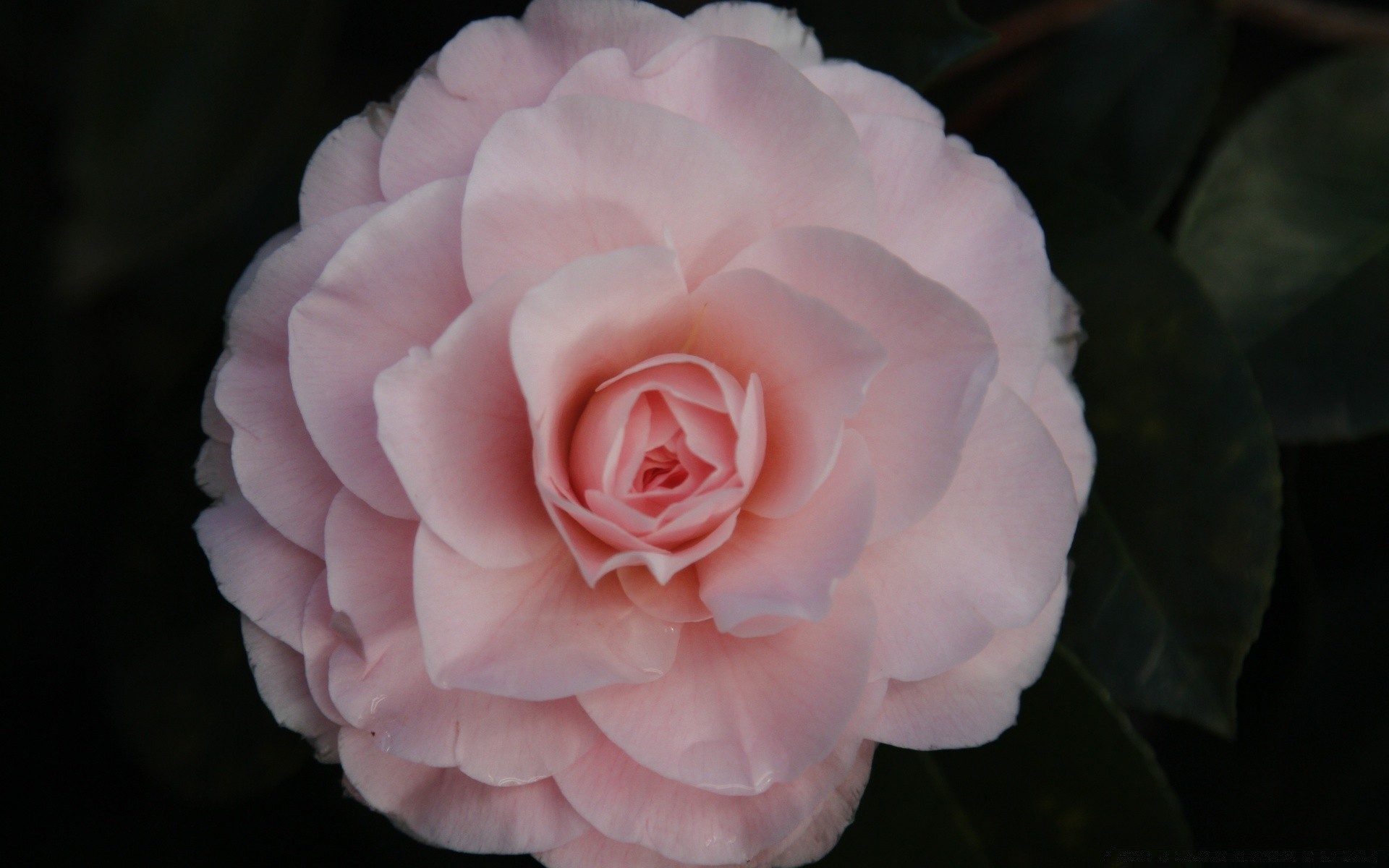 macro rose fleur pétale amour bluming mariage romance délicat floral feuille amour