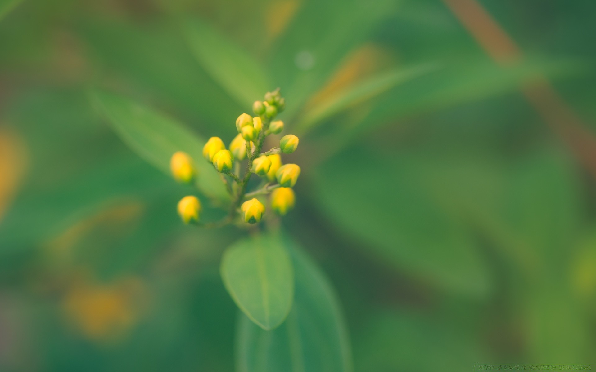 makro fotoğrafçılığı yaprak doğa flora büyüme yaz bulanıklık parlak çimen açık havada küçük bahçe çiçek